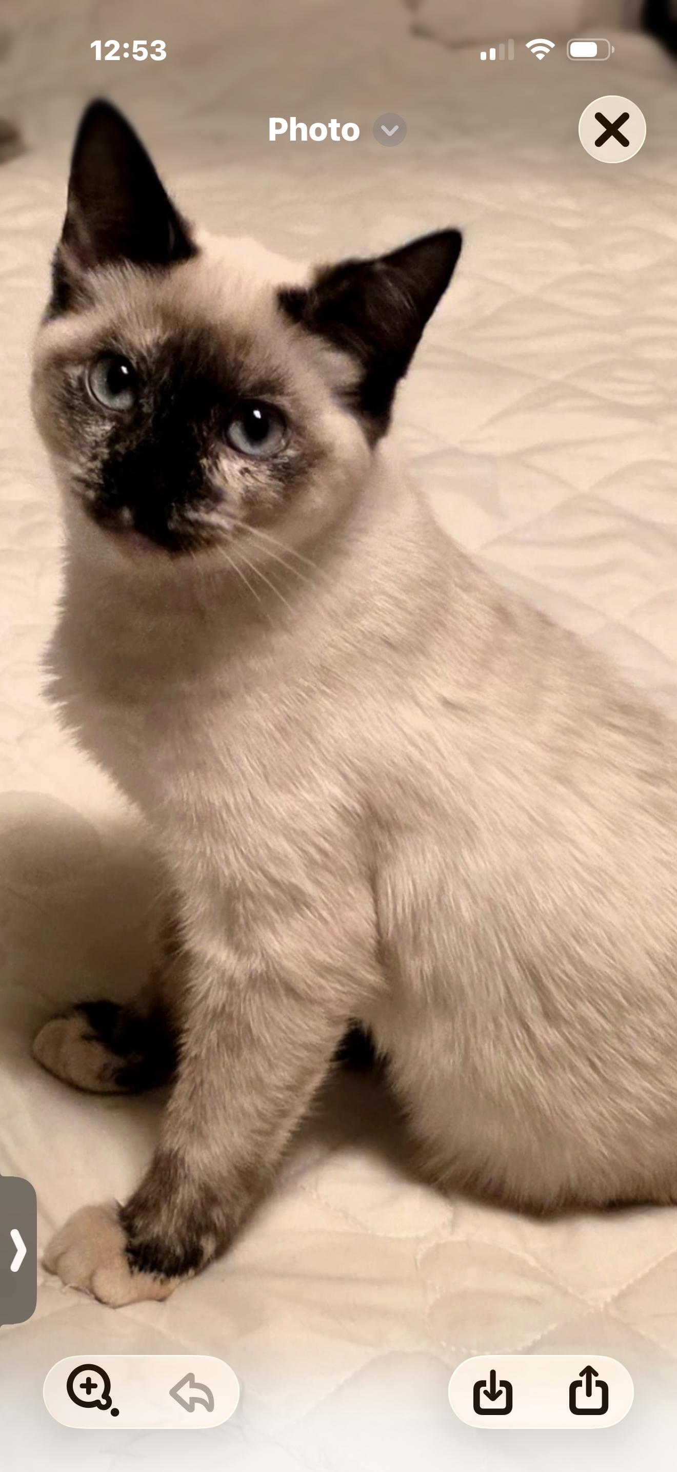 Snowball, Adopted, Kitten Female Siamese.