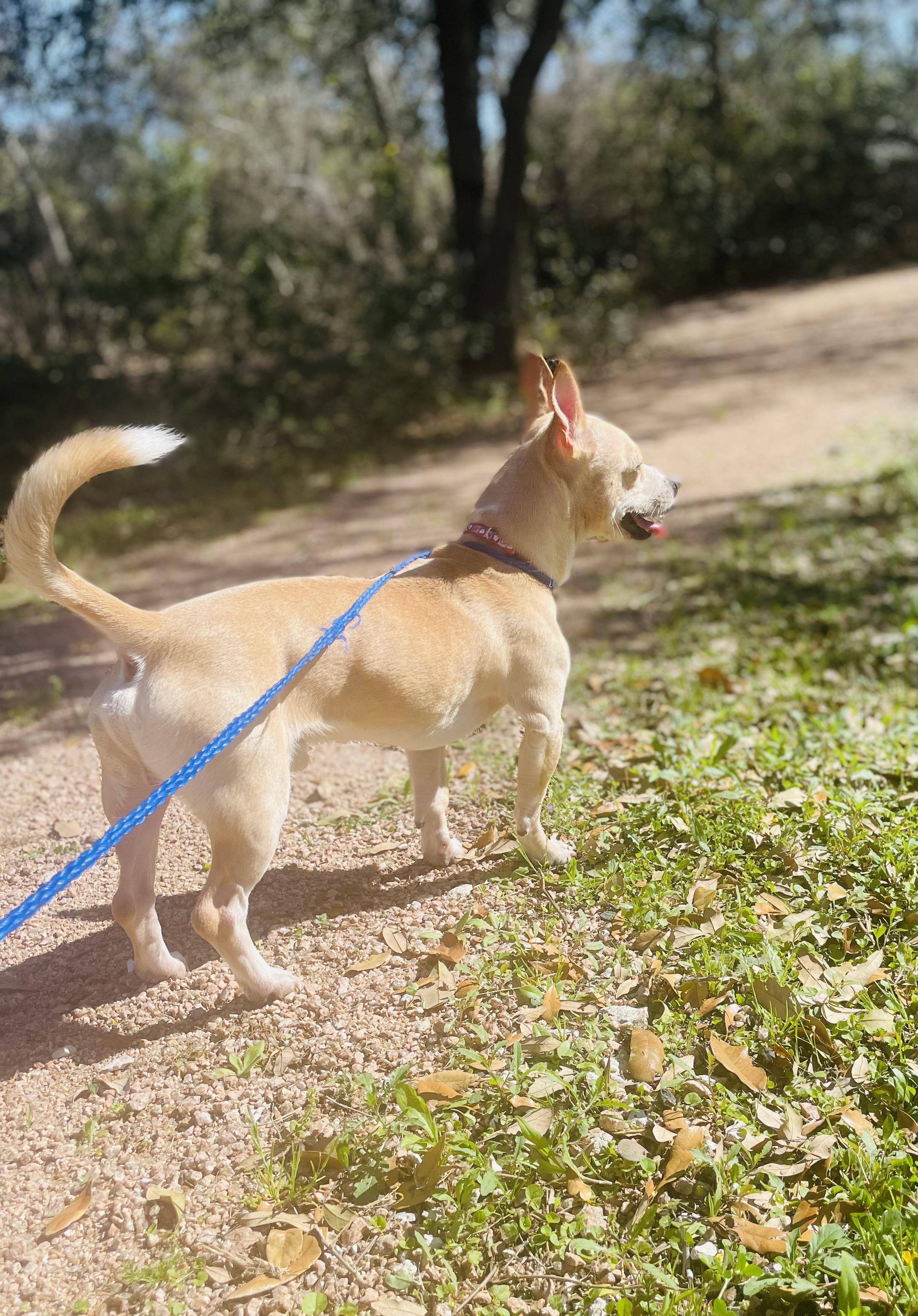 Louie photo 1