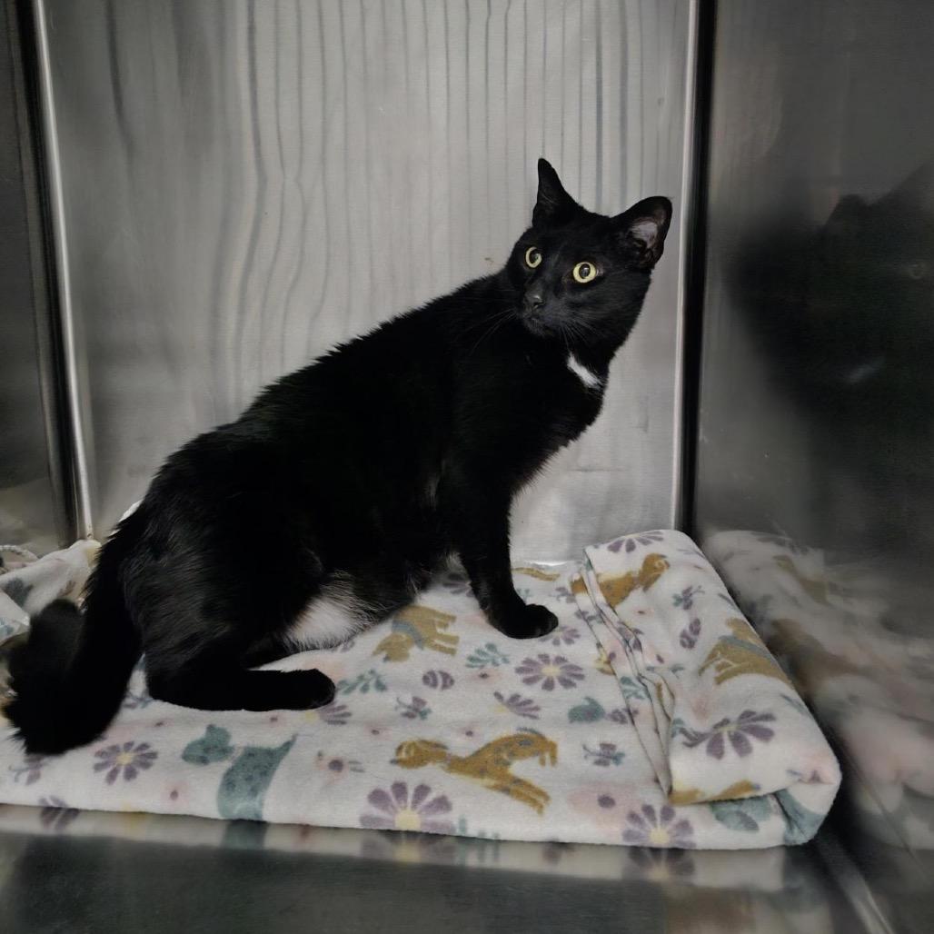 Purrl, Adoptable, Adult Female Domestic Short Hair.