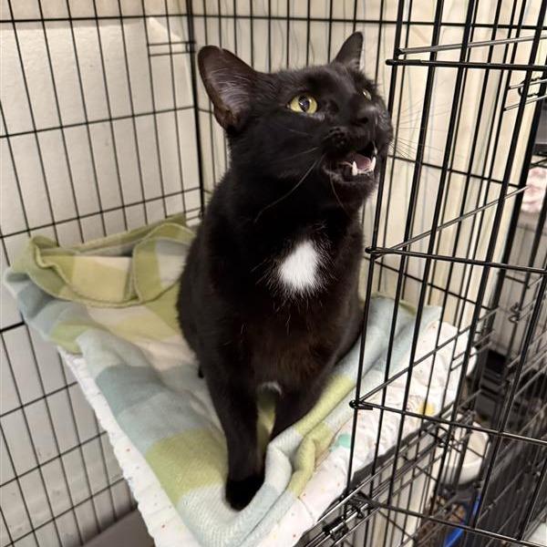 Enlarge Purrl, a Adoptable Domestic Short Hair in Mount Shasta, CA image 2/3