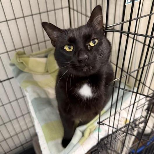 Enlarge Purrl, a Adoptable Domestic Short Hair in Mount Shasta, CA image 3/3