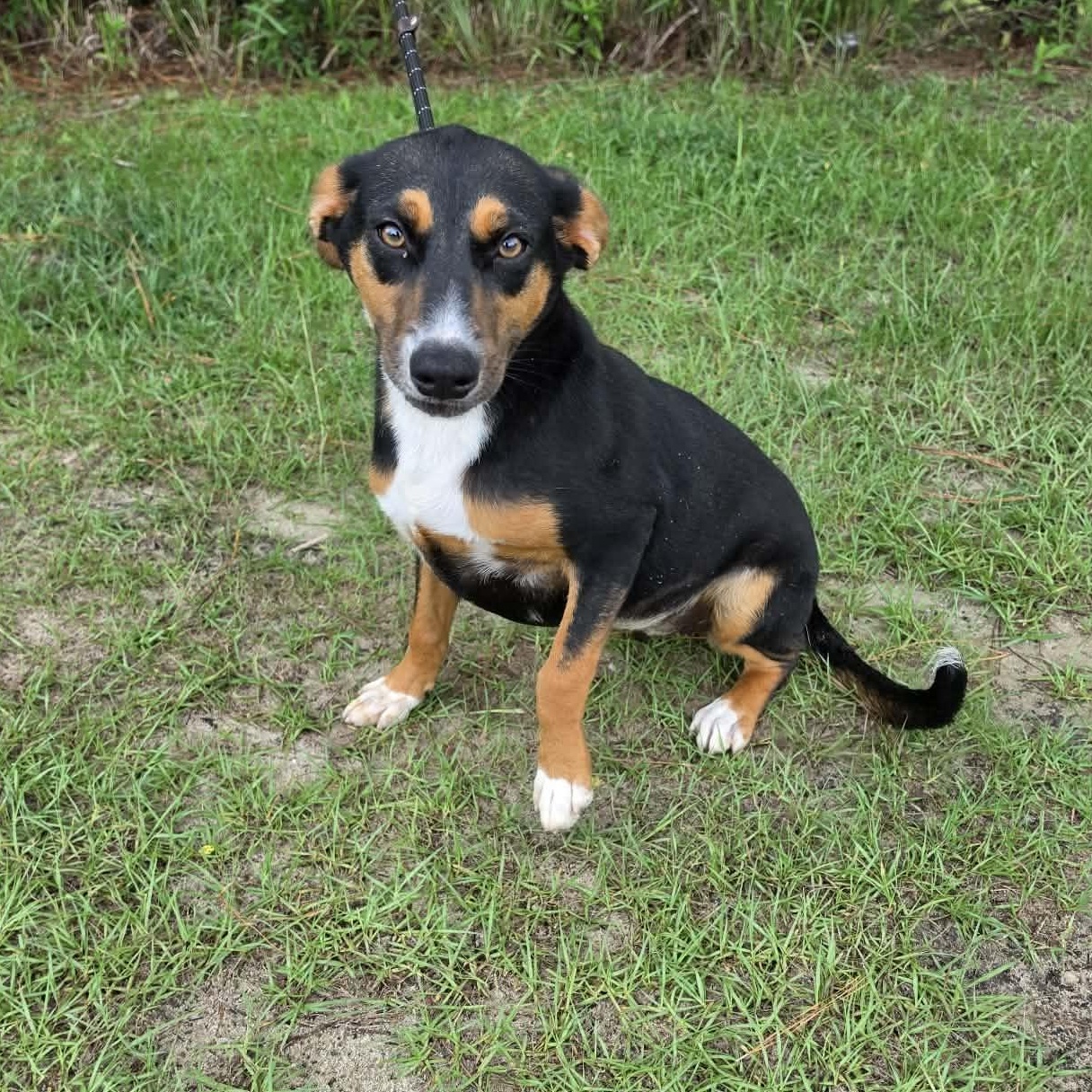 Delta, a Adoptable mixed breed in Adrian, MI image 5/6