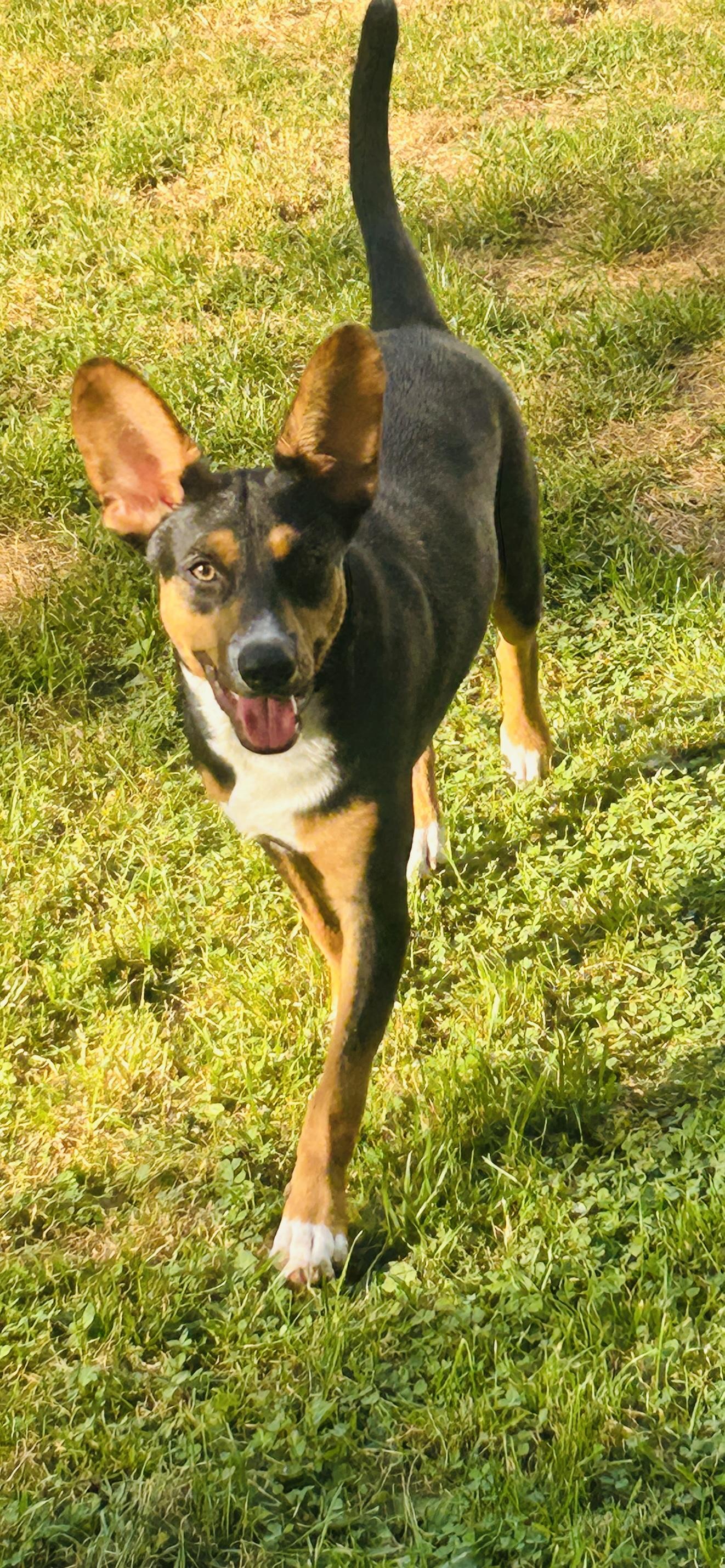 Delta, Adoptable, Puppy Female Australian Kelpie.