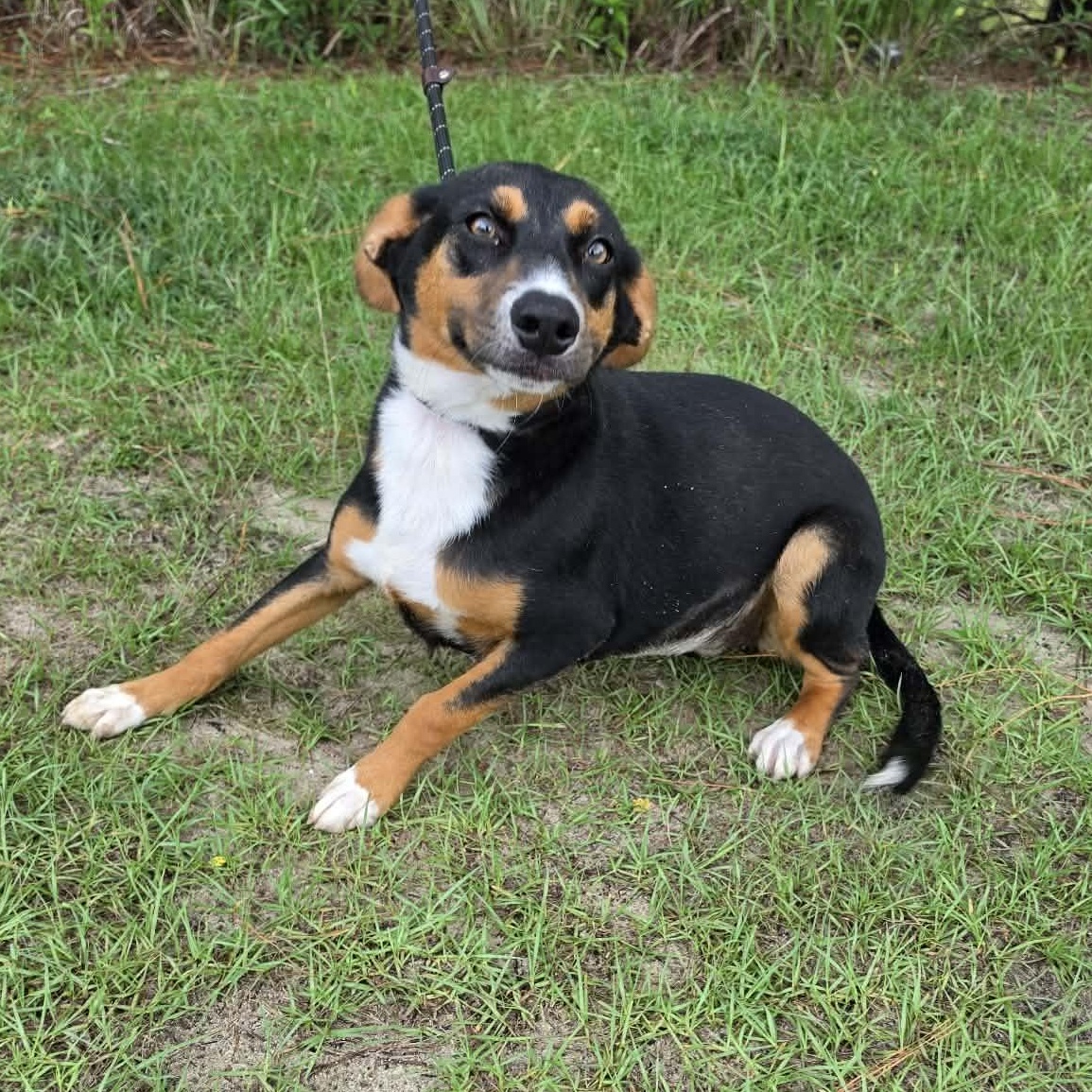 Delta, a Adoptable mixed breed in Adrian, MI image 4/6