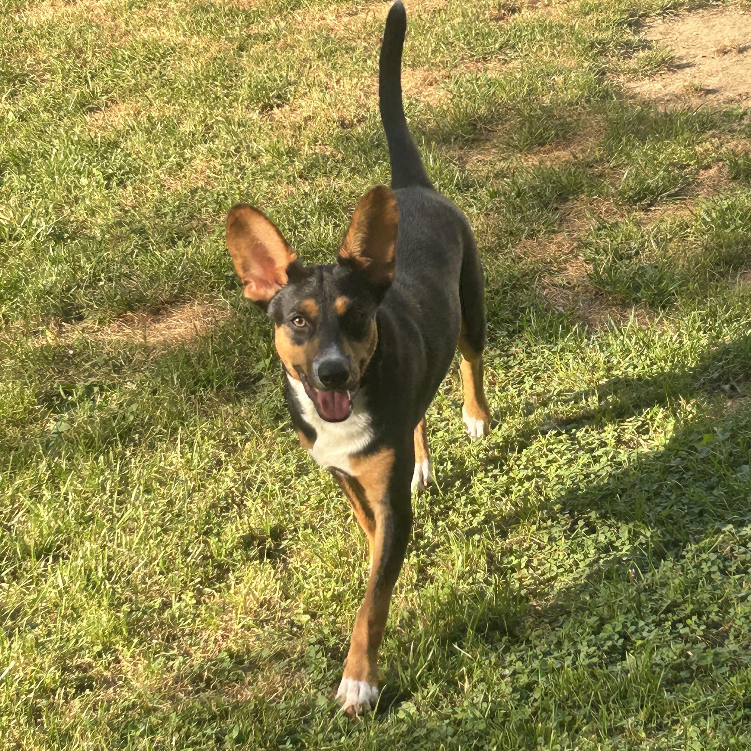 Delta, a Adoptable mixed breed in Adrian, MI image 2/6