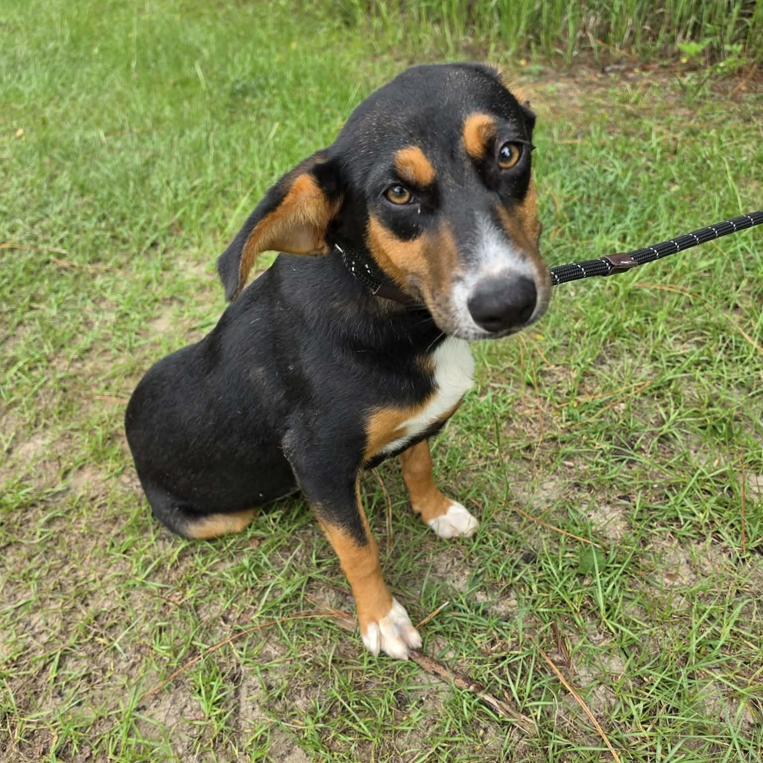Delta, a Adoptable mixed breed in Adrian, MI image 3/6