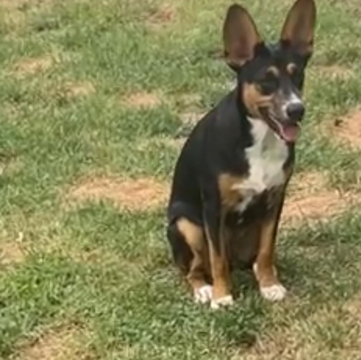 Delta, a Adoptable mixed breed in Adrian, MI image 6/6