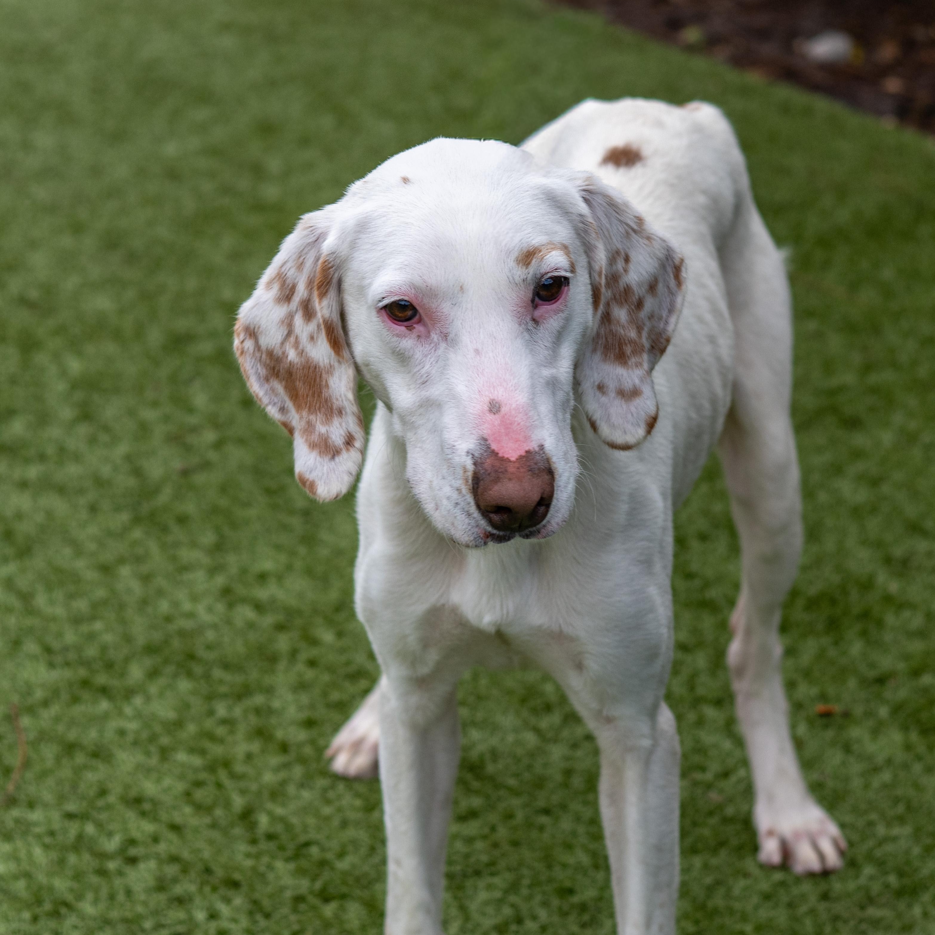 Enlarge Dino, an adoptable mixed breed in Hilton Head Island, SC image 2/4