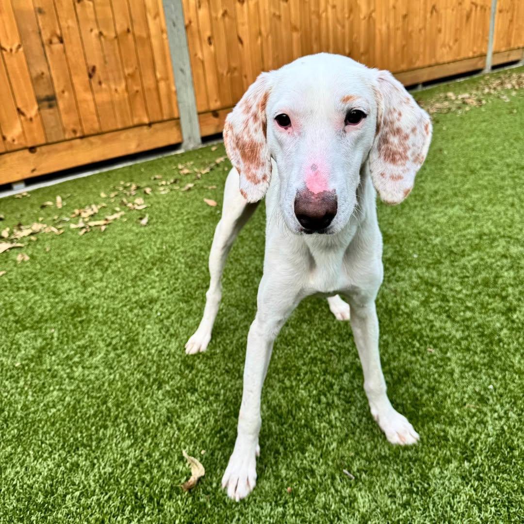 Enlarge Dino, an adoptable mixed breed in Hilton Head Island, SC image 4/4