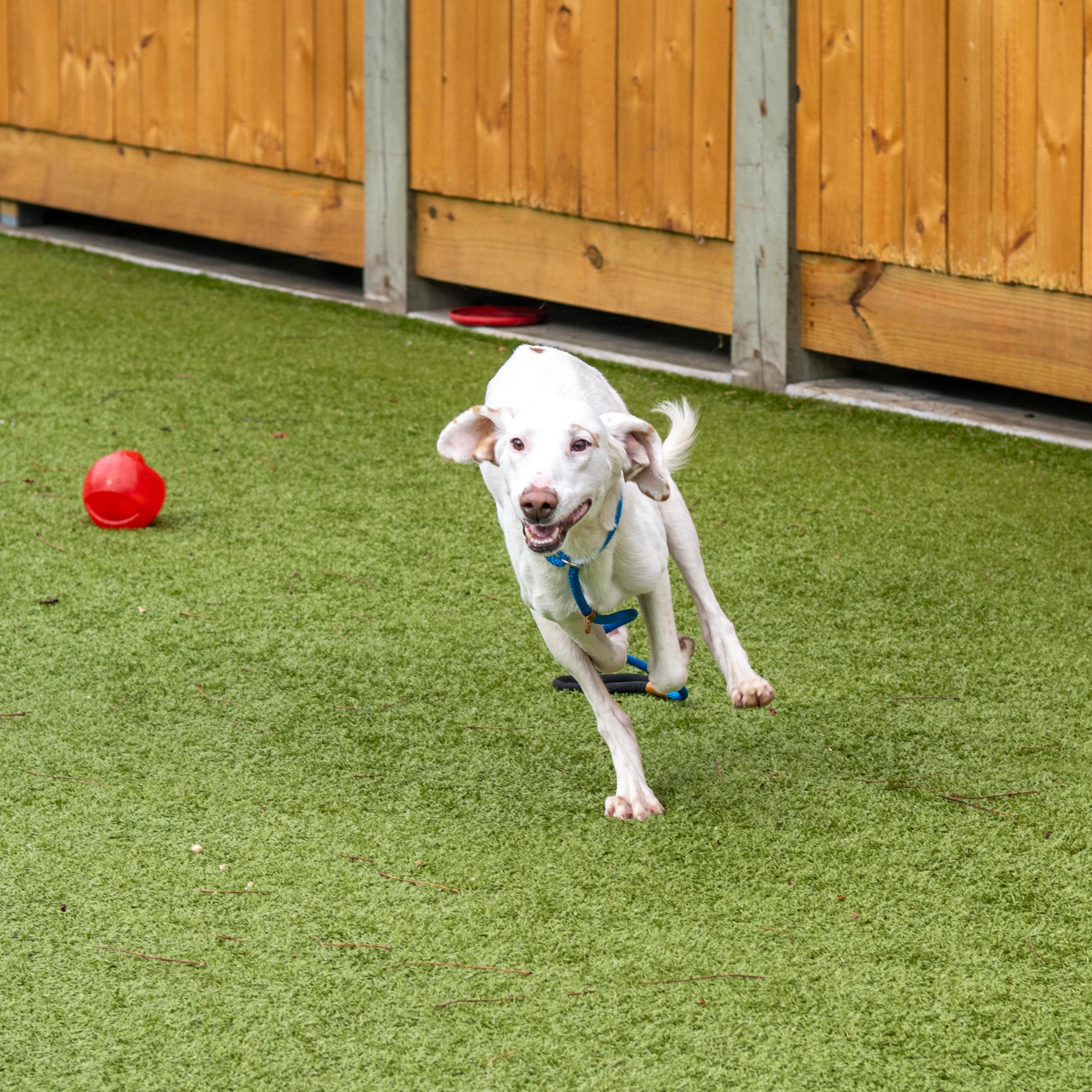 Enlarge Dino, an adoptable mixed breed in Hilton Head Island, SC image 3/4
