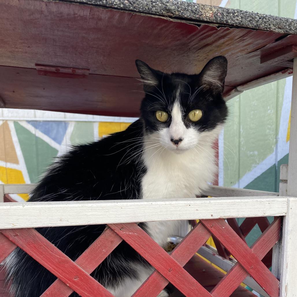 Princess Mithian, Adoptable, Adult Female Domestic Medium Hair.