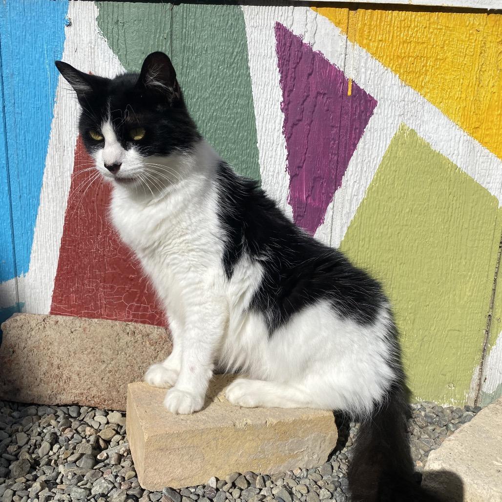 Princess Mithian, a Adoptable Domestic Medium Hair in San Pablo, CA image 2/6