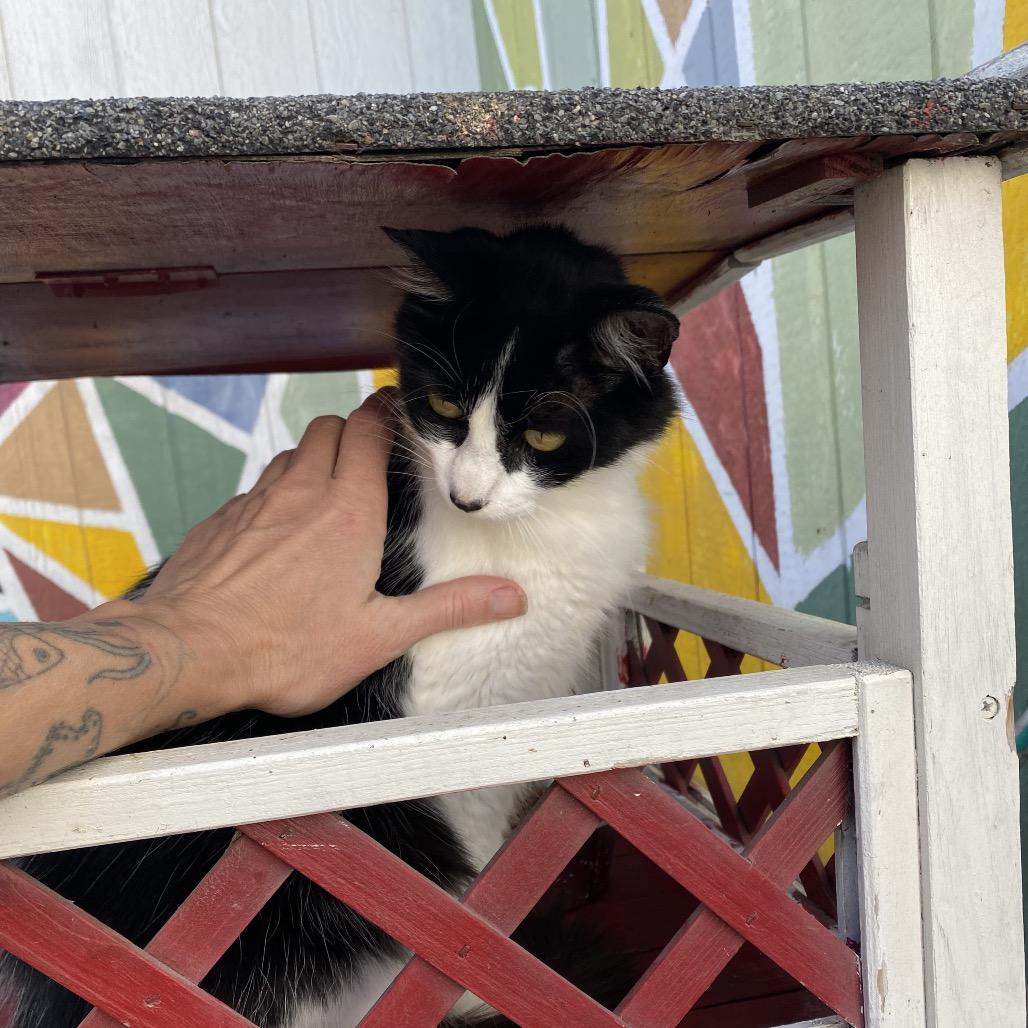 Princess Mithian, a Adoptable Domestic Medium Hair in San Pablo, CA image 3/6