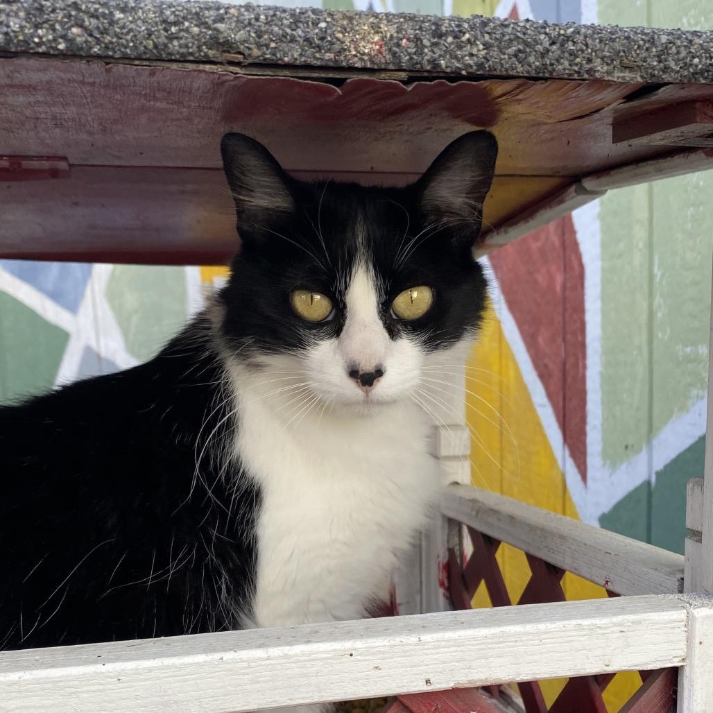 Princess Mithian, a Adoptable Domestic Medium Hair in San Pablo, CA image 4/6