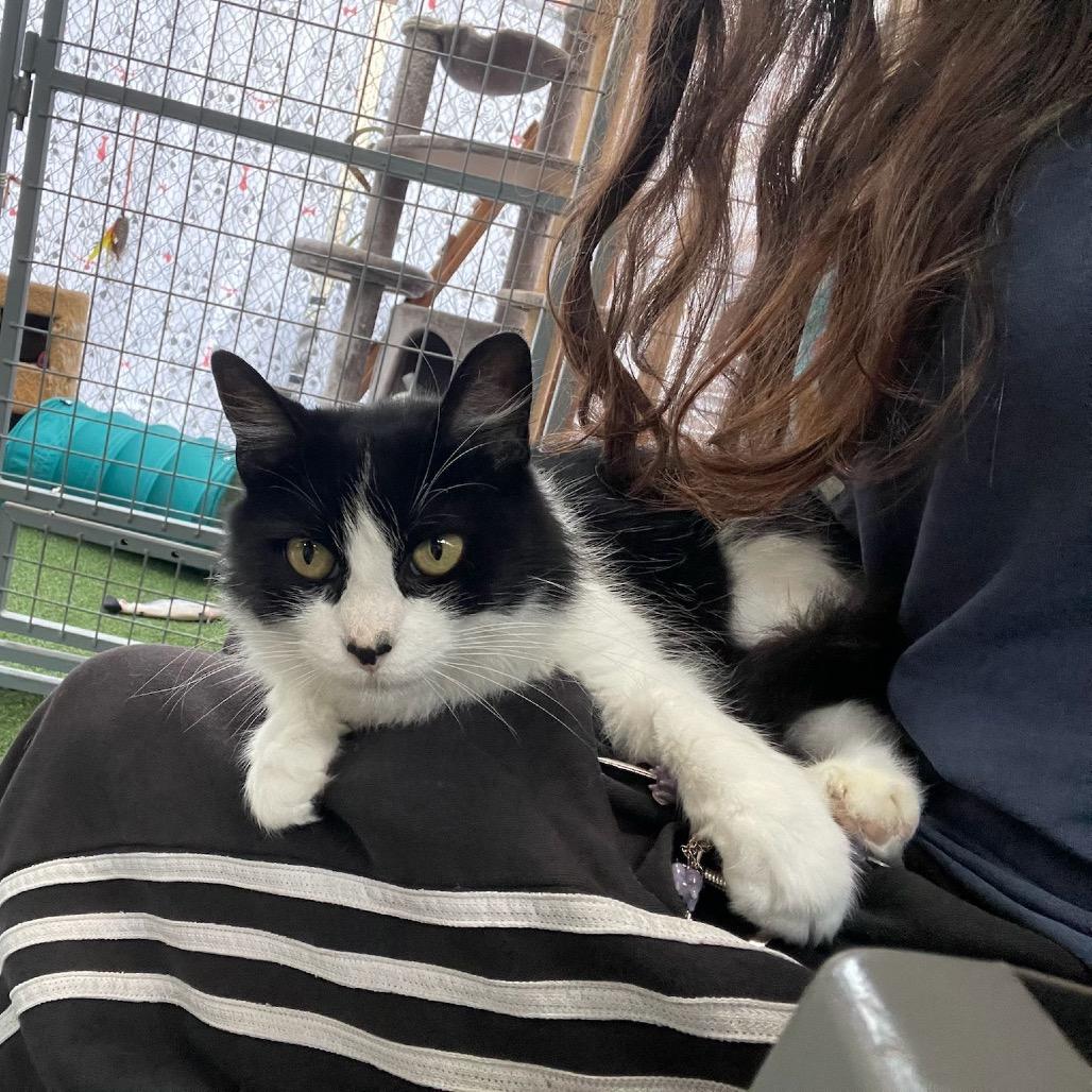 Enlarge Princess Mithian, a Adoptable Domestic Medium Hair in San Pablo, CA image 5/6