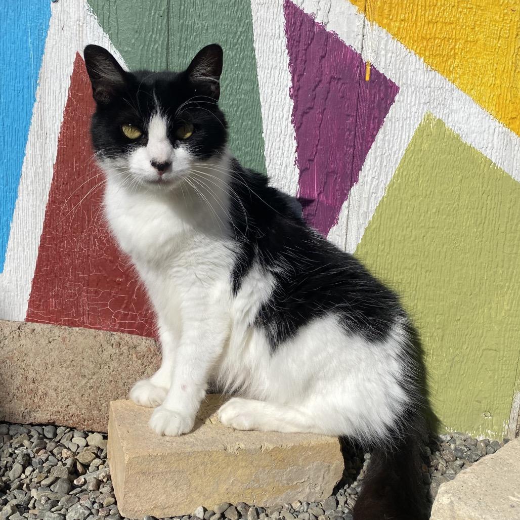 Princess Mithian, a Adoptable Domestic Medium Hair in San Pablo, CA image 5/6