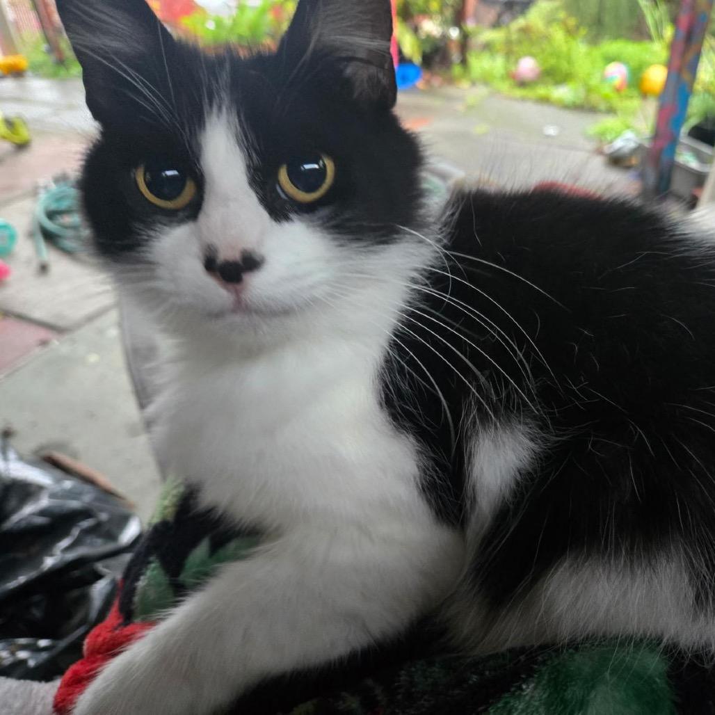 Princess Mithian, a Adoptable Domestic Medium Hair in San Pablo, CA image 6/6