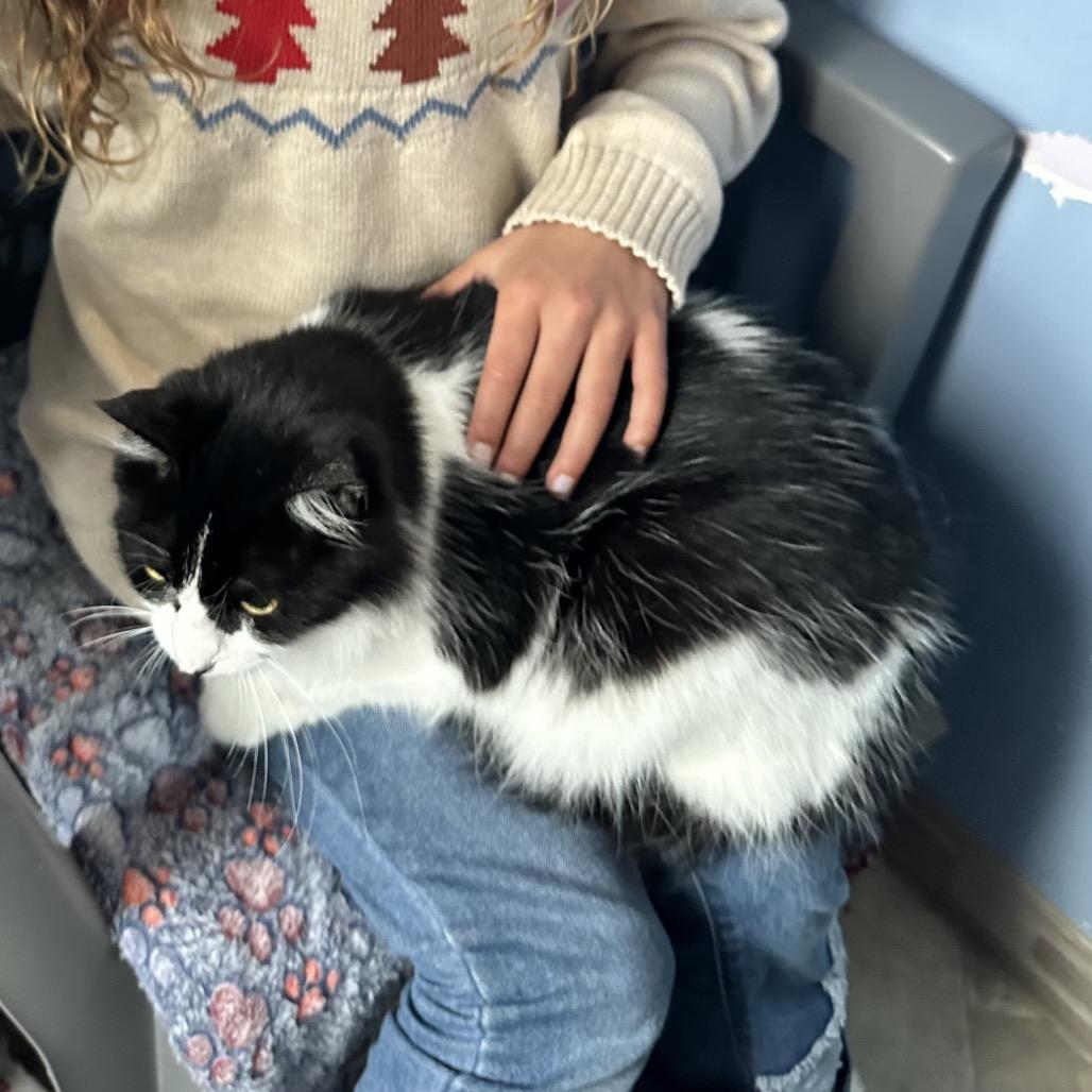 Enlarge Princess Mithian, a Adoptable Domestic Medium Hair in San Pablo, CA image 6/6