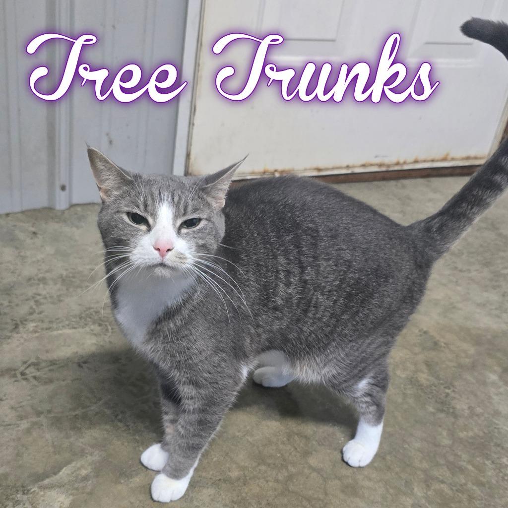 Tree Trunks, Adoptable, Adult Female Domestic Short Hair.