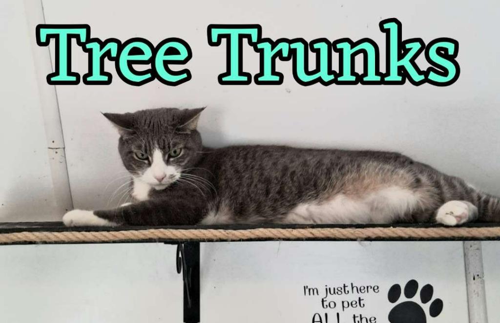 Tree Trunks, Adoptable, Adult Female Domestic Short Hair.