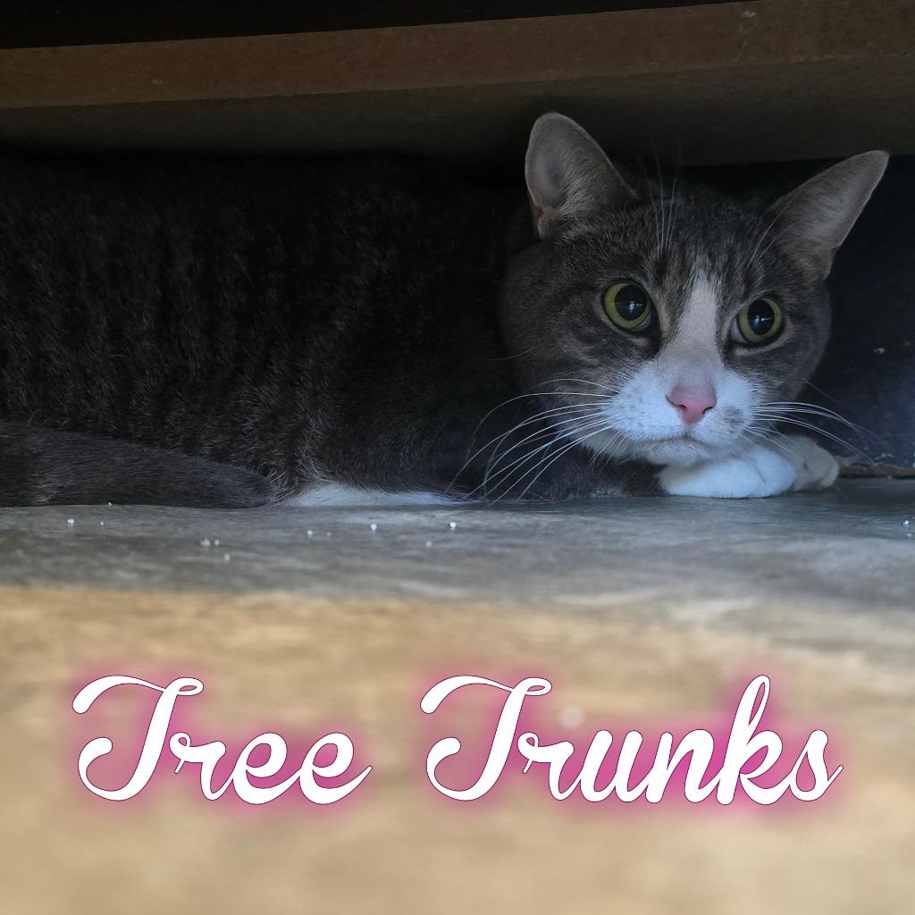 Tree Trunks, Adoptable, Adult Female Domestic Short Hair.