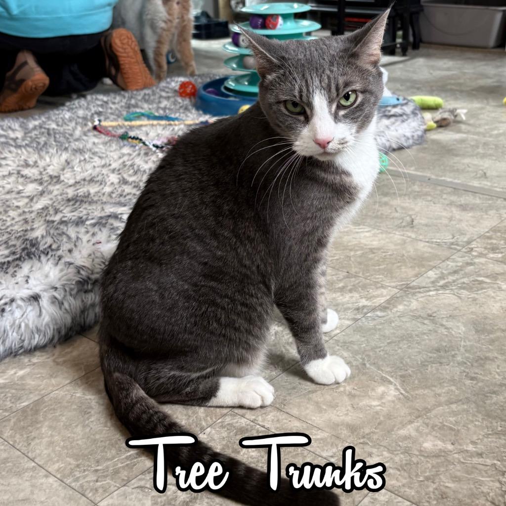 Enlarge Tree Trunks, a Adoptable Domestic Short Hair in Hillsboro, OH image 2/2