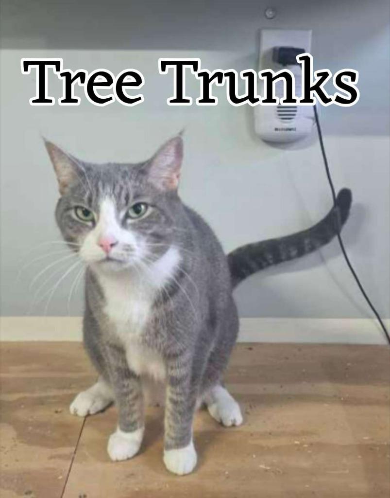 Enlarge Tree Trunks, a Adoptable Domestic Short Hair in Hillsboro, OH image 5/5