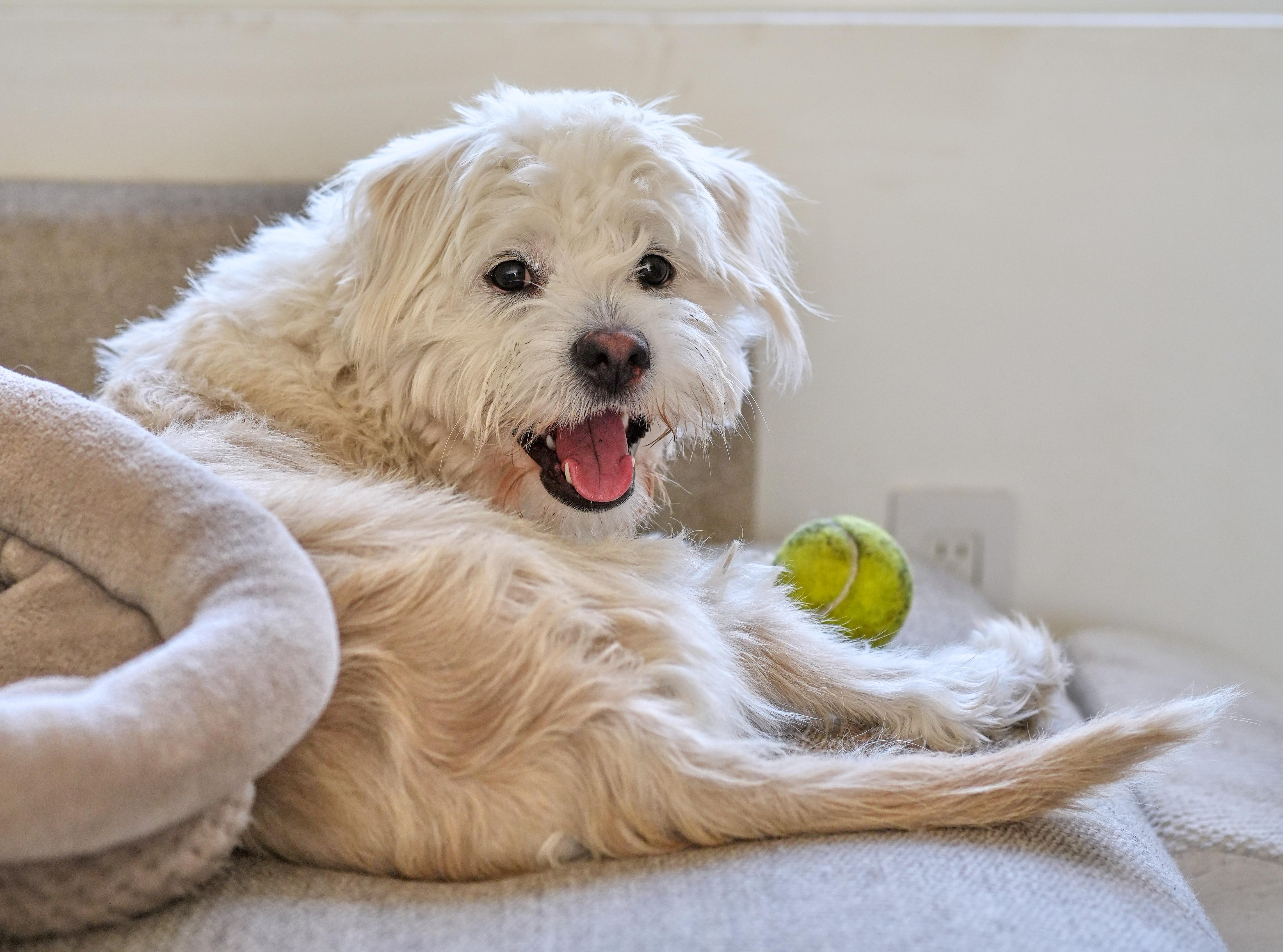 Cyndie, Adoptable, Young Female Wheaten Terrier.