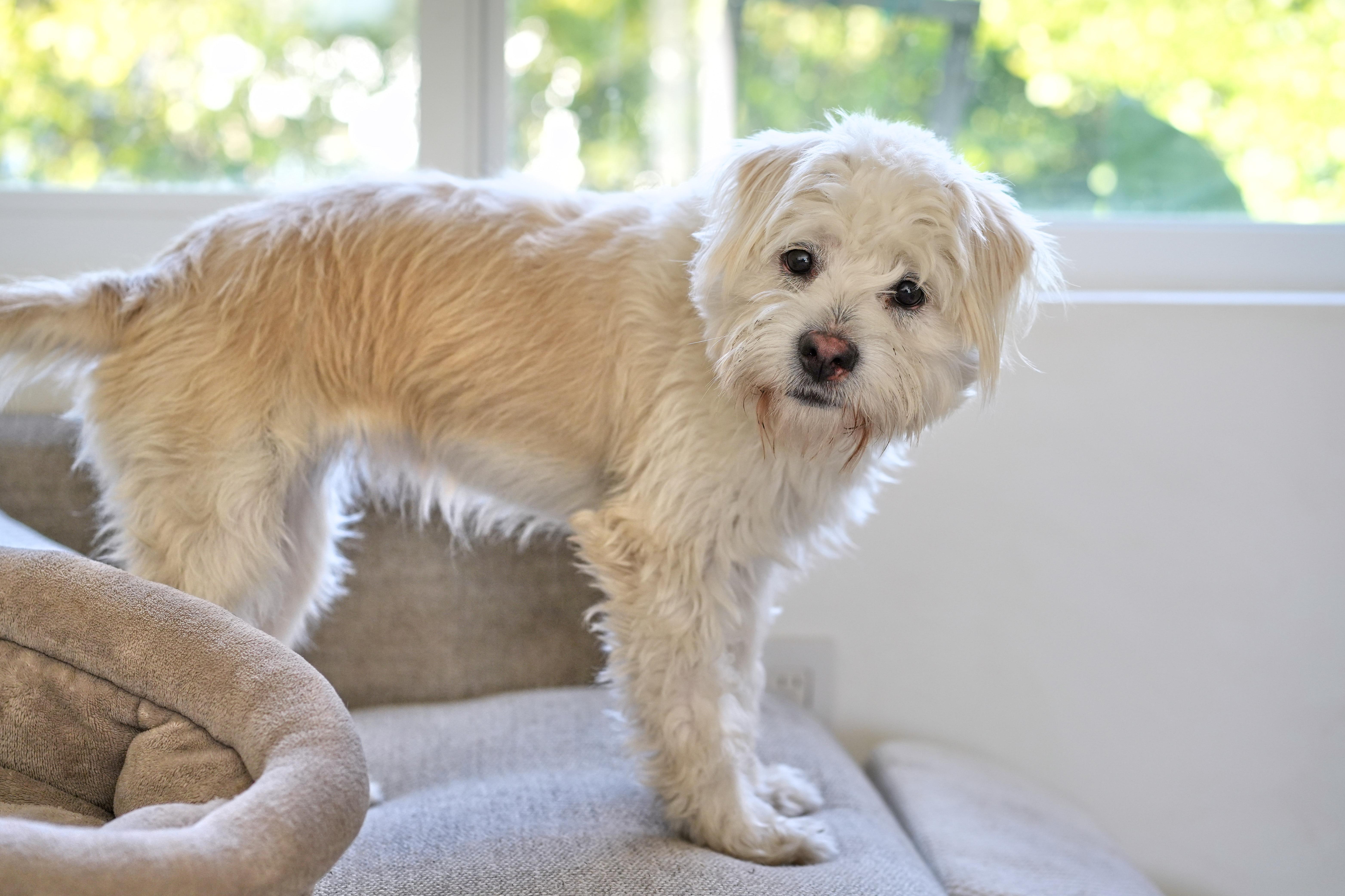 Cyndie, a Adoptable mixed breed in Davie, FL image 2/4