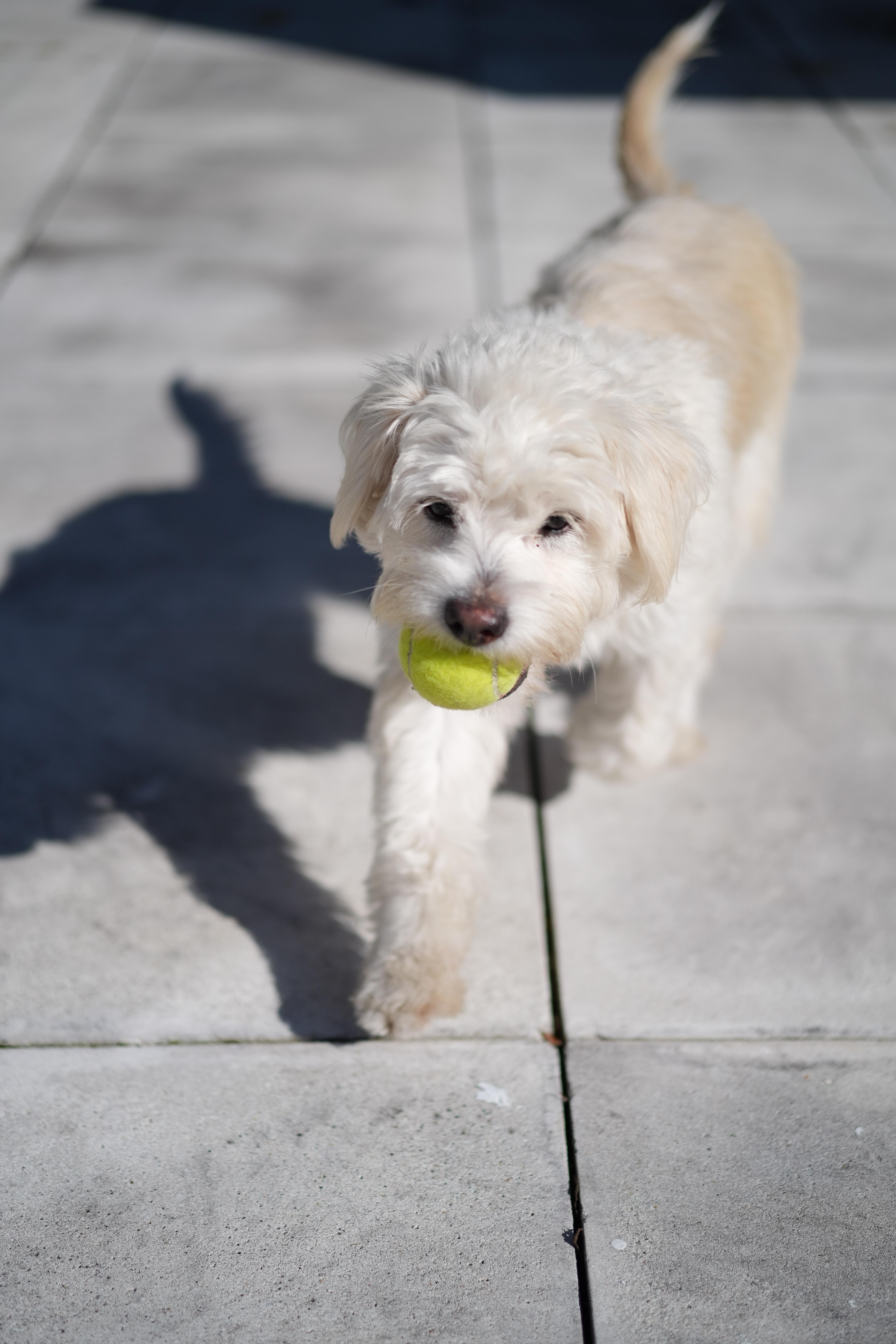 Cyndie, a Adoptable mixed breed in Davie, FL image 3/4