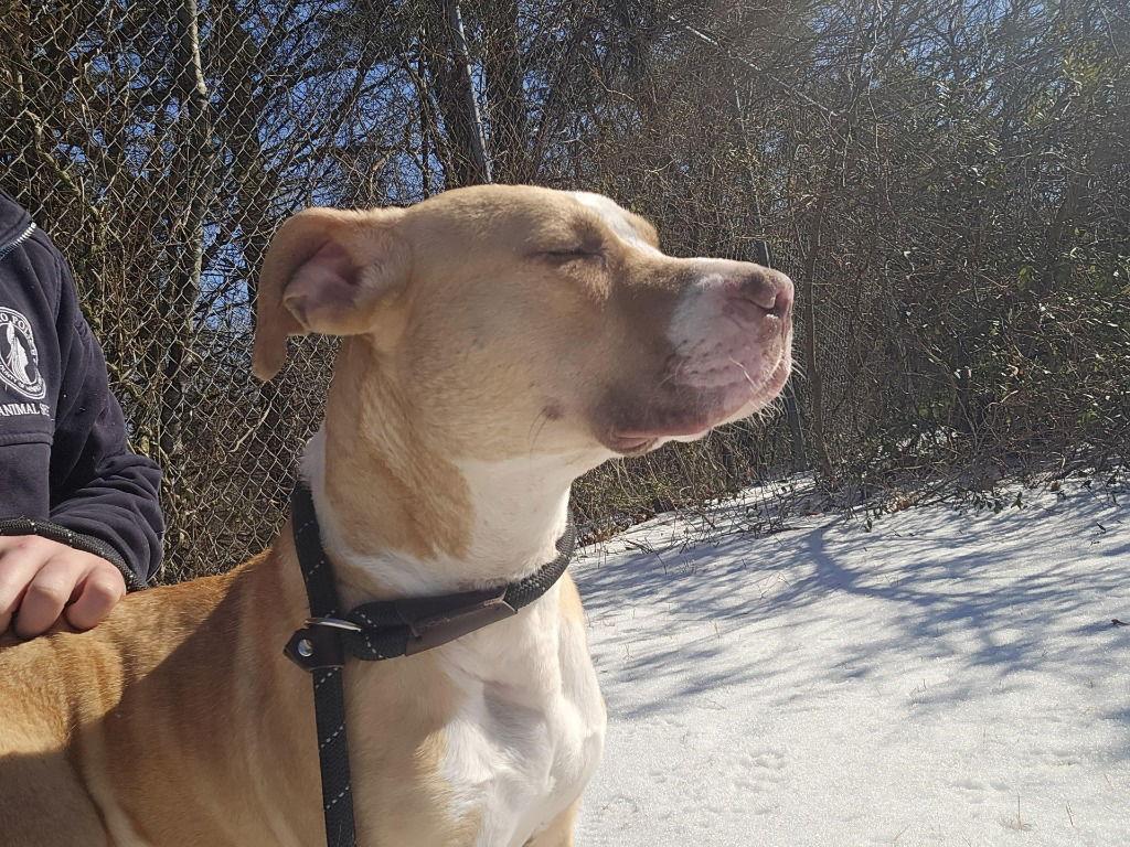 Enlarge DA 23 Lime, a Adoptable Pit Bull Terrier in Glen Allen, VA image 1/3