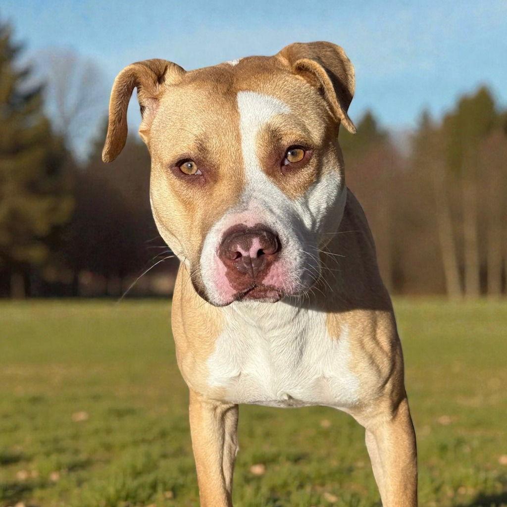 Enlarge DA 23 Lime, a Adoptable Pit Bull Terrier in Glen Allen, VA image 3/3