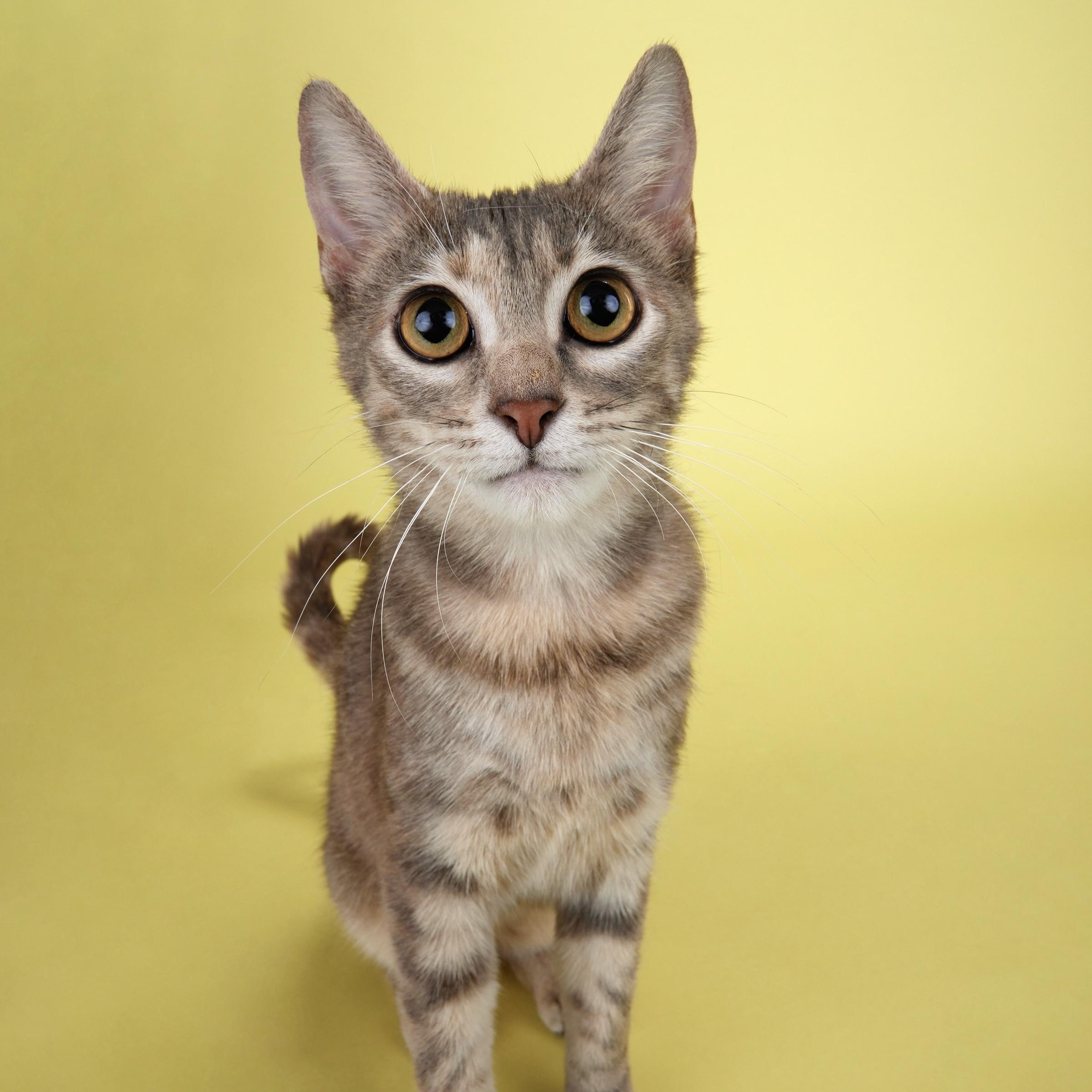 Sunshine - Sweet affectionate kitten!, ADOPTABLE, Kitten Female Domestic Short Hair.
