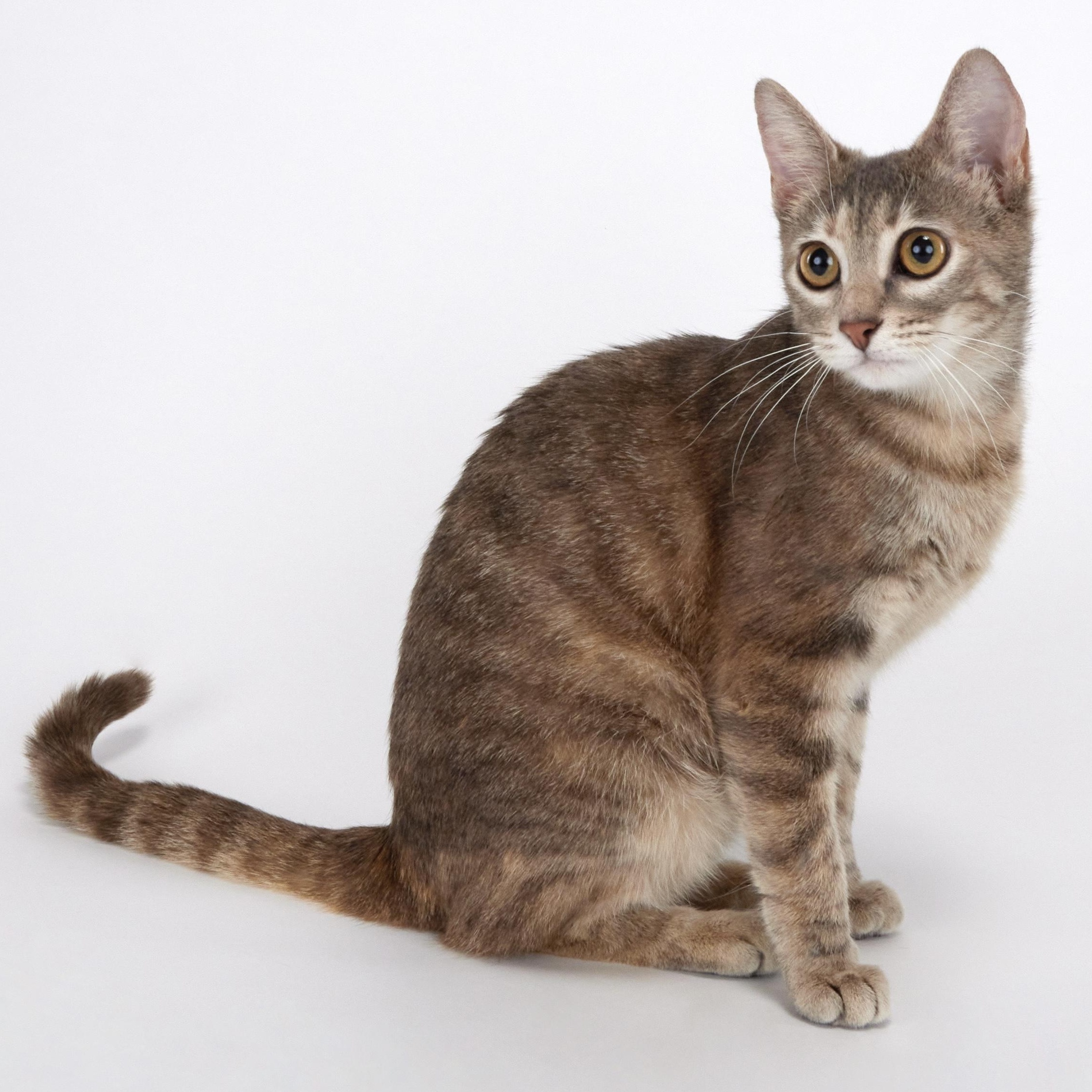 Enlarge Sunshine - Sweet affectionate kitten!, a ADOPTABLE Domestic Short Hair in League City, TX image 3/4