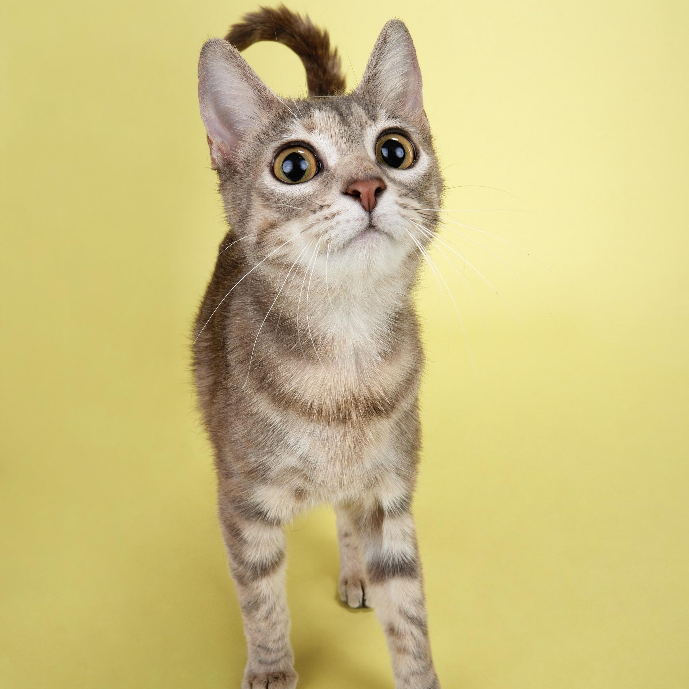 Enlarge Sunshine - Sweet affectionate kitten!, a ADOPTABLE Domestic Short Hair in League City, TX image 4/4