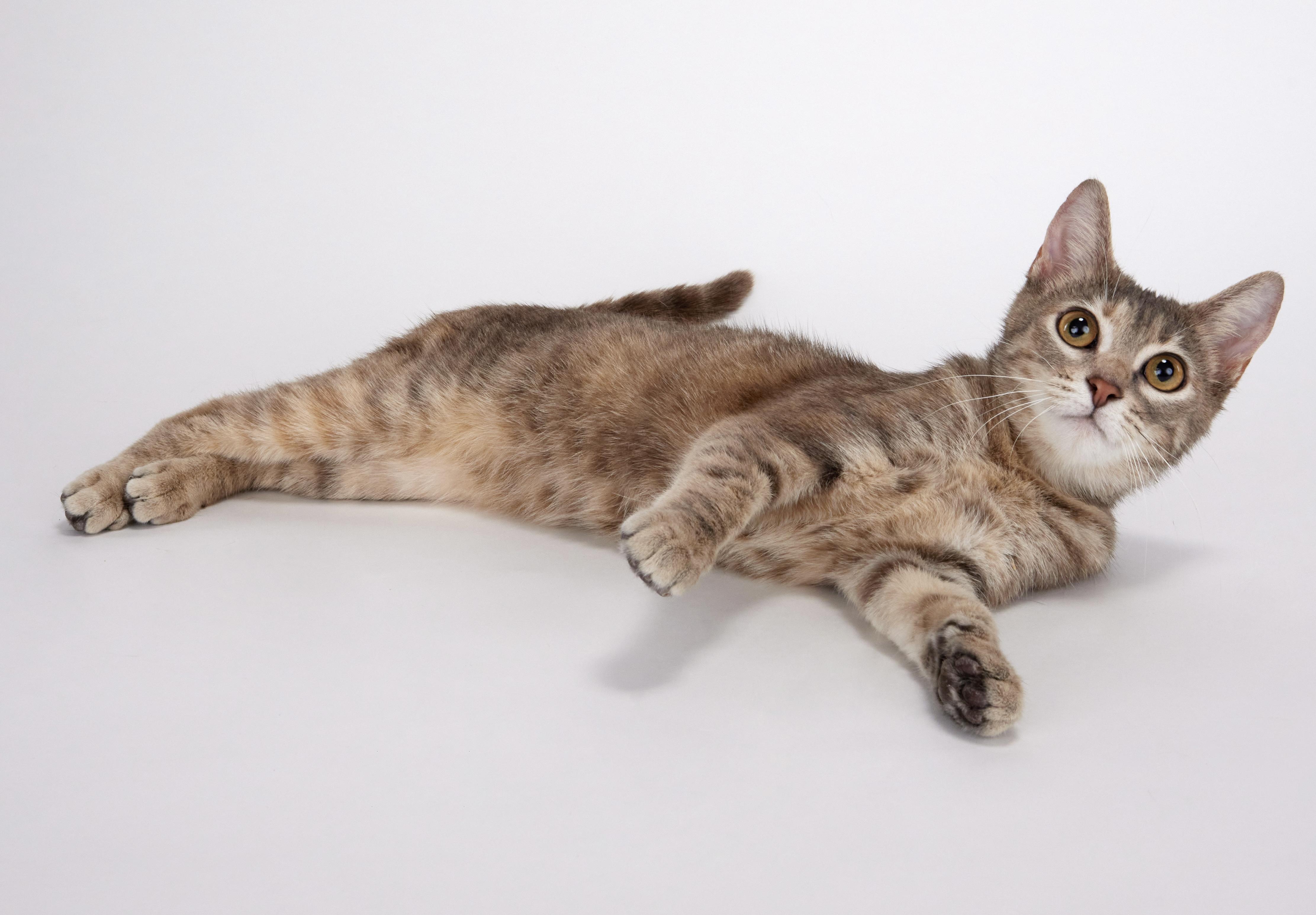 Enlarge Sunshine - Sweet affectionate kitten!, a ADOPTABLE Domestic Short Hair in League City, TX image 2/4