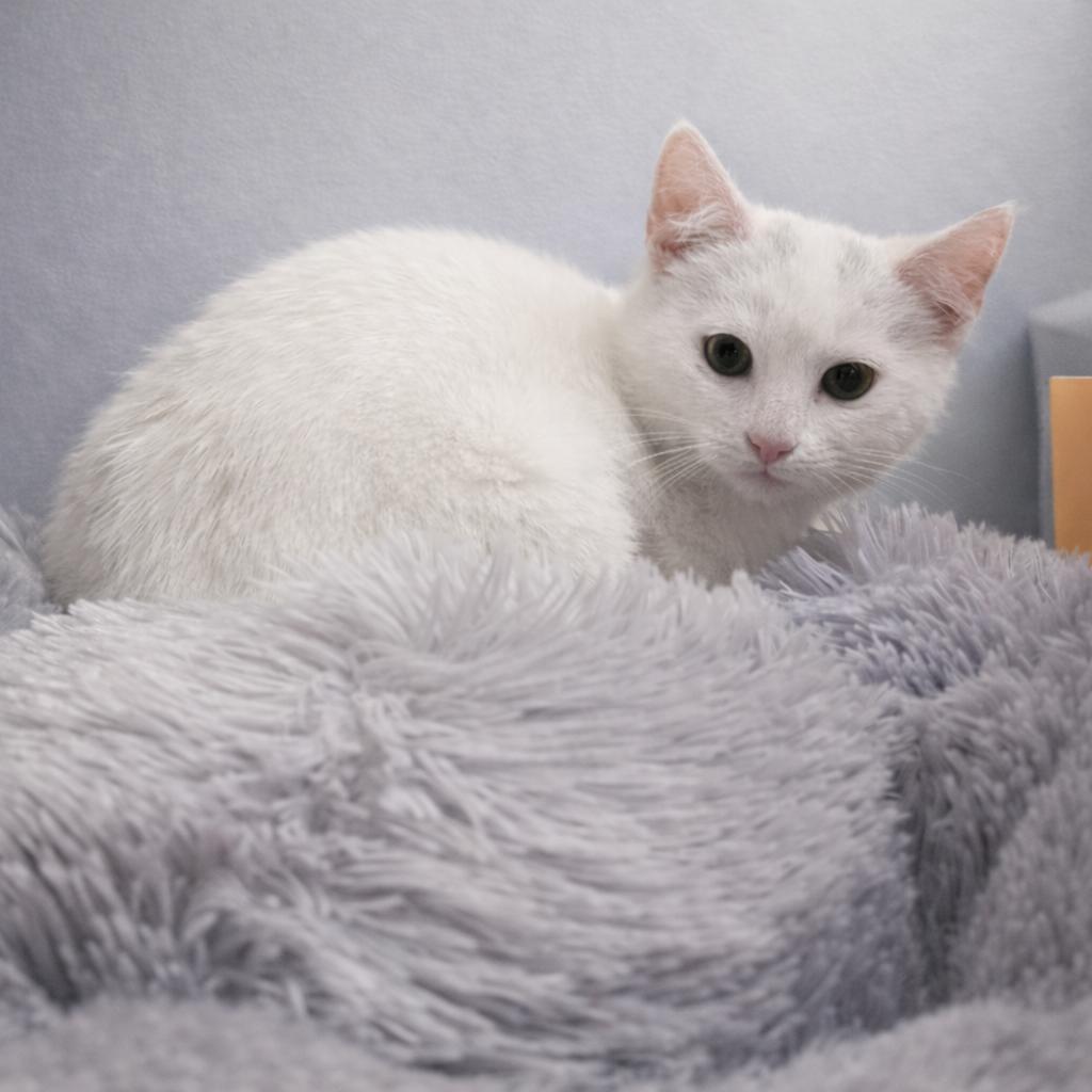 Meet Shortcake — A thumbnail 2