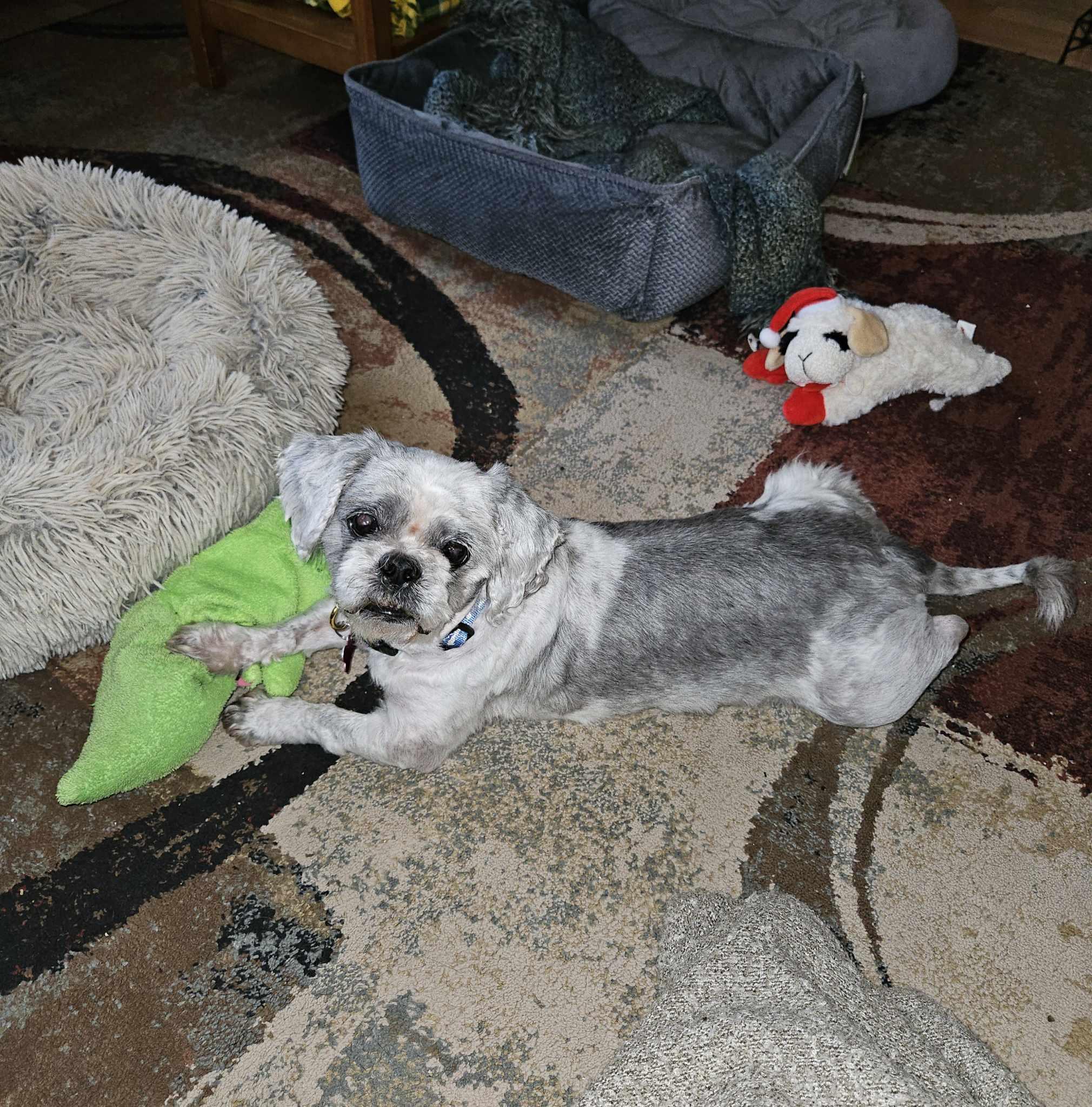 Bandit, Senior Male Shih Tzu