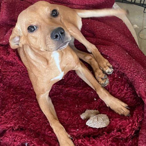 DAPHNE, Adoptable, Puppy Female Shepherd & Chihuahua.