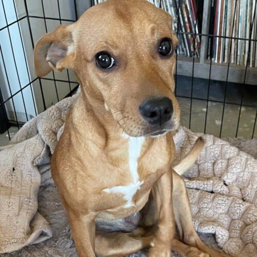 Enlarge DAPHNE, a Adoptable mixed breed in San Juan Capistrano, CA image 3/5