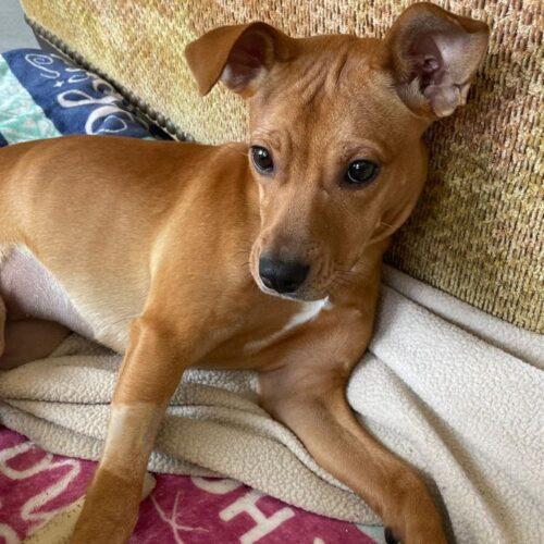 Enlarge DAPHNE, a Adoptable mixed breed in San Juan Capistrano, CA image 4/5