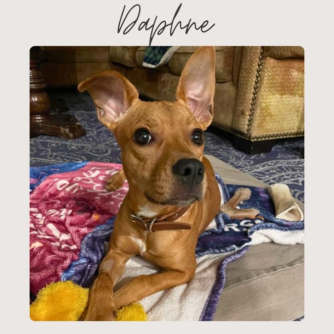 Enlarge DAPHNE, a Adoptable mixed breed in San Juan Capistrano, CA image 1/5