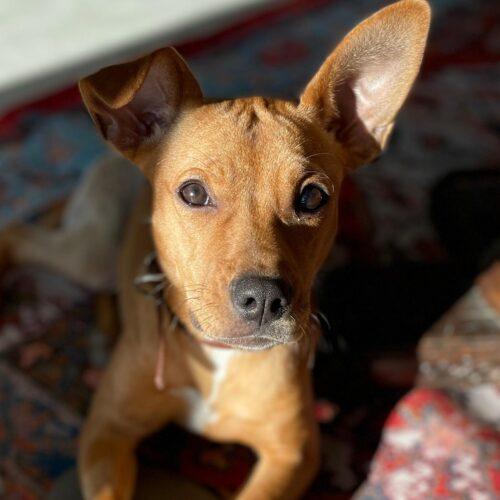 Enlarge DAPHNE, a Adoptable mixed breed in San Juan Capistrano, CA image 5/5