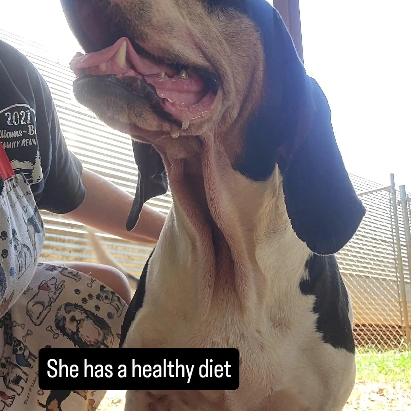 Lynn, Adoptable, Adult Female English Pointer.