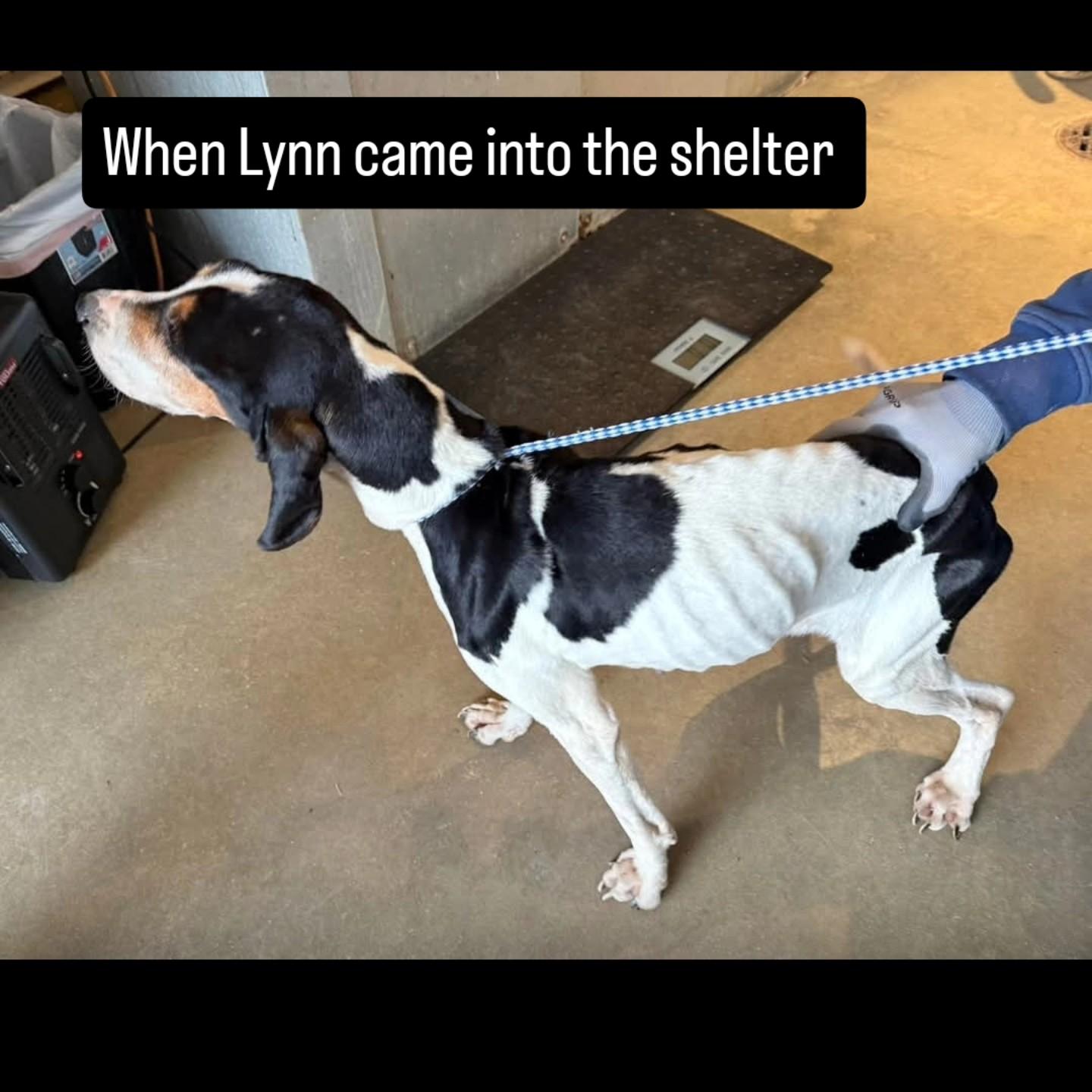 Enlarge Lynn, a Adoptable mixed breed in Greensboro, AL image 2/4