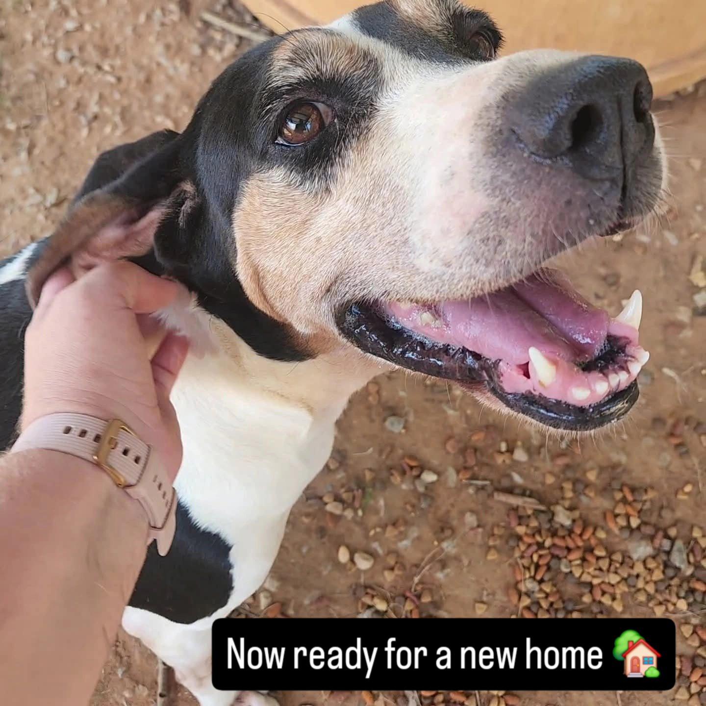 Enlarge Lynn, a Adoptable mixed breed in Greensboro, AL image 3/4