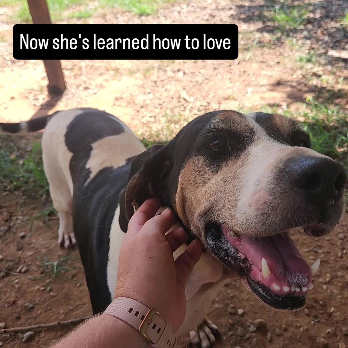 Enlarge Lynn, a Adoptable mixed breed in Greensboro, AL image 4/4