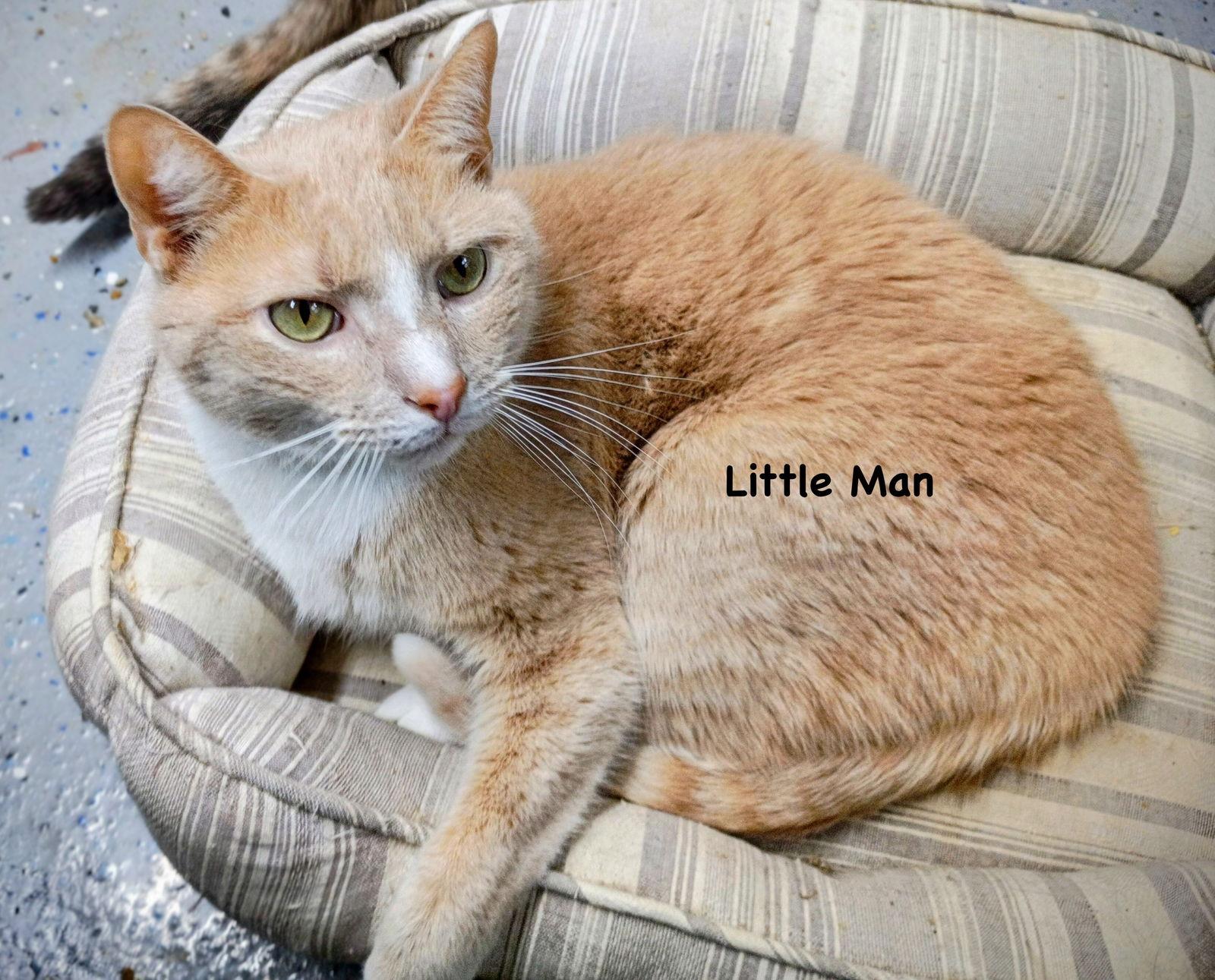 Little Man, Adoptable, Adult Male Domestic Short Hair & Tabby.