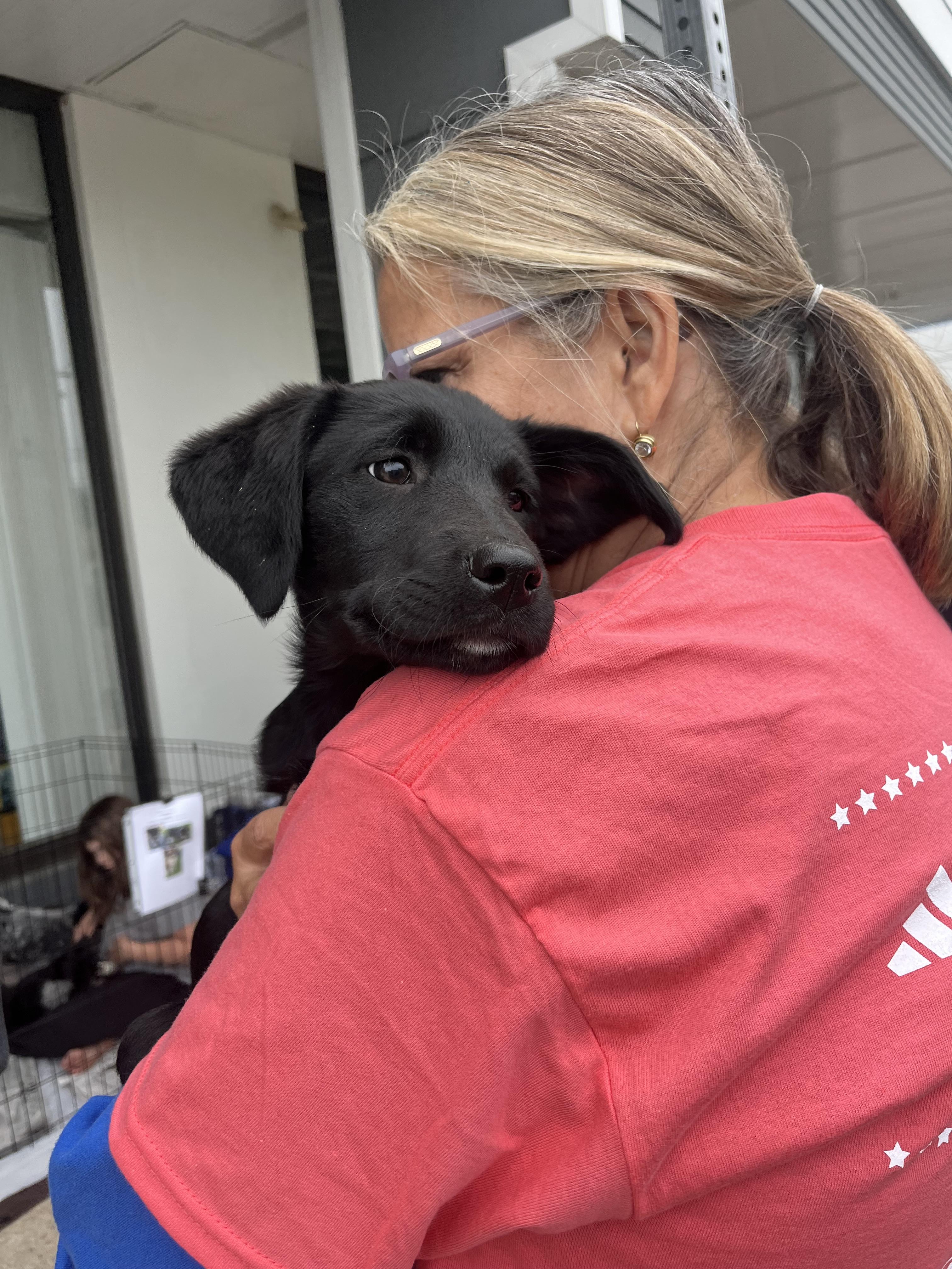 Enlarge Laurel, a Adoptable Labrador Retriever in Havertown, PA image 1/5