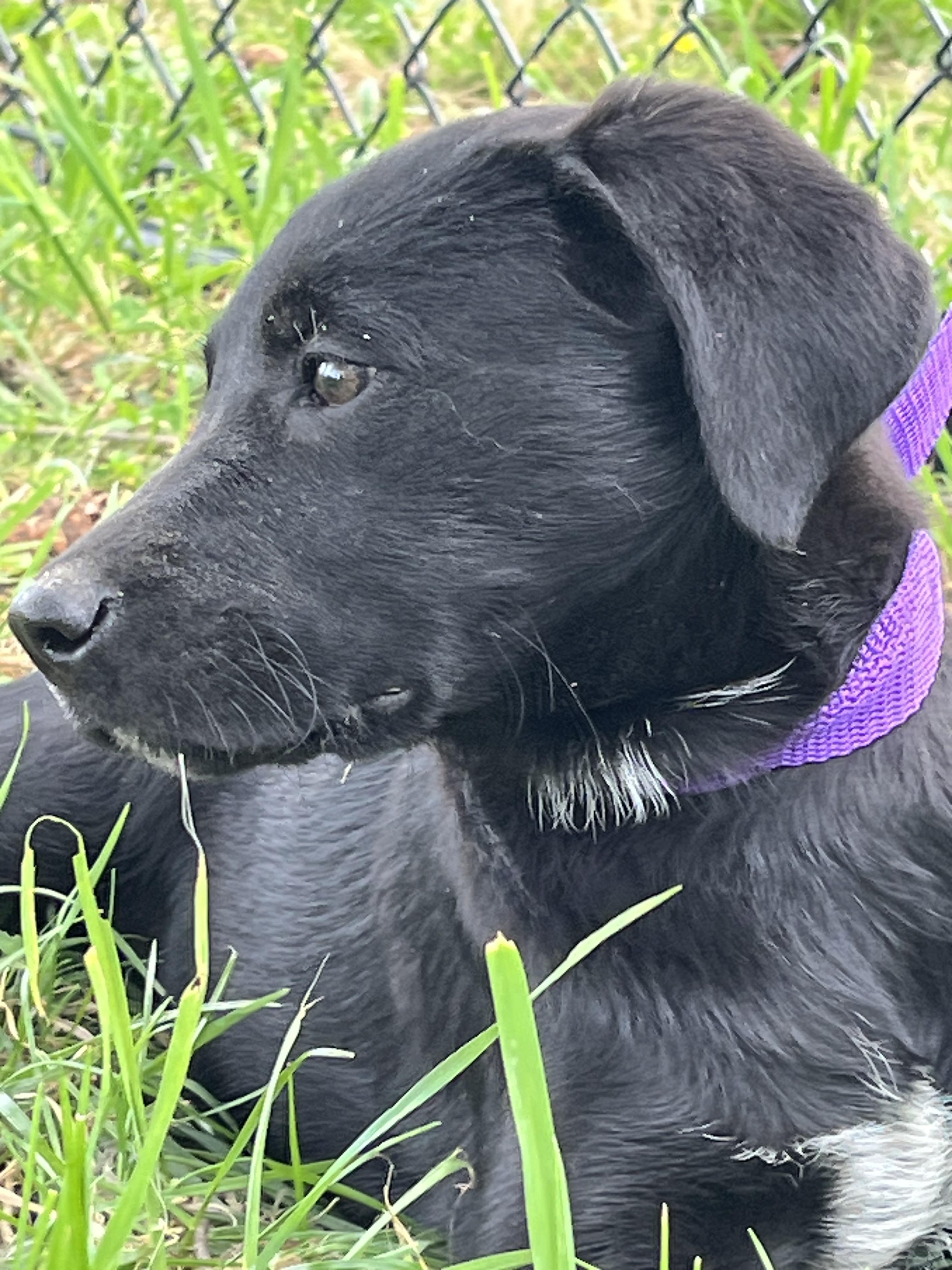 Enlarge Laurel, a Adoptable Labrador Retriever in Havertown, PA image 2/5